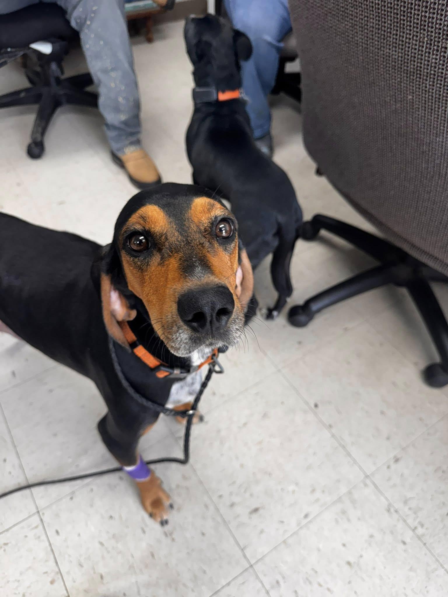 Enlarge Ladybird, a ADOPTABLE Hound in Waverly, TN image 4/5
