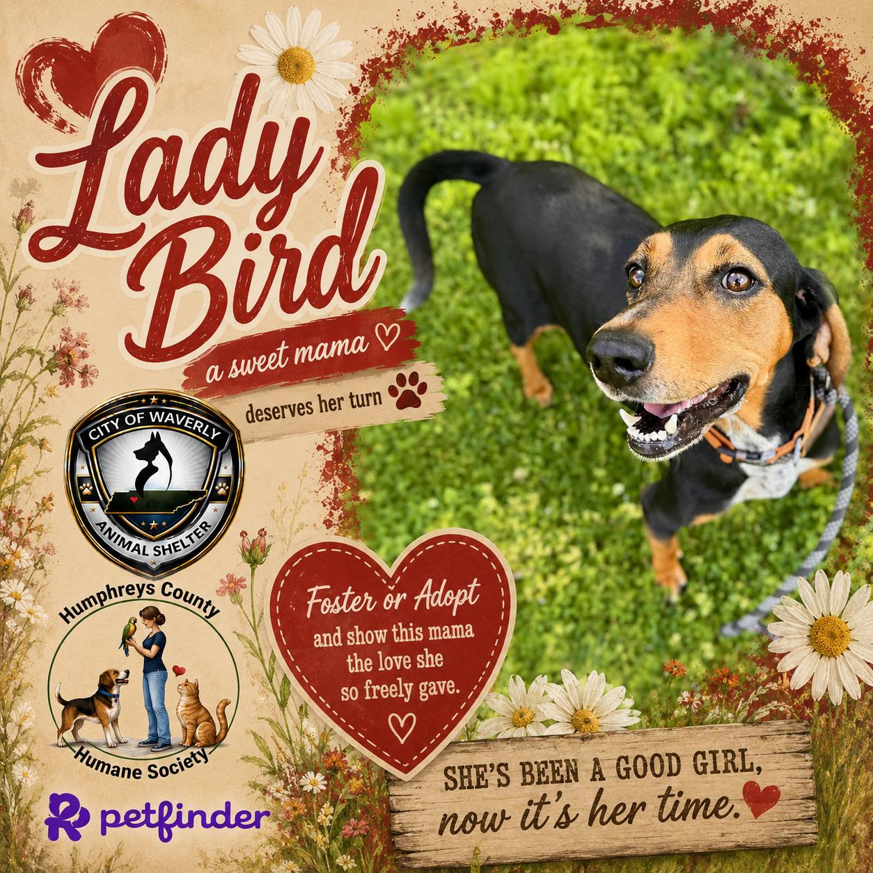 Ladybird, ADOPTABLE, Adult Female Hound.