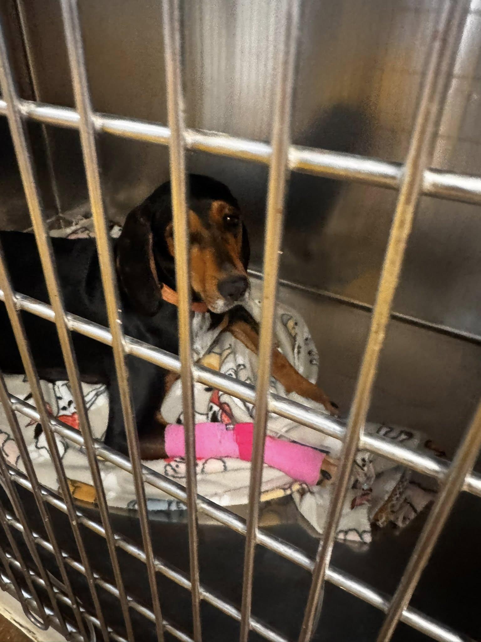 Enlarge Ladybird, a ADOPTABLE Hound in Waverly, TN image 5/5
