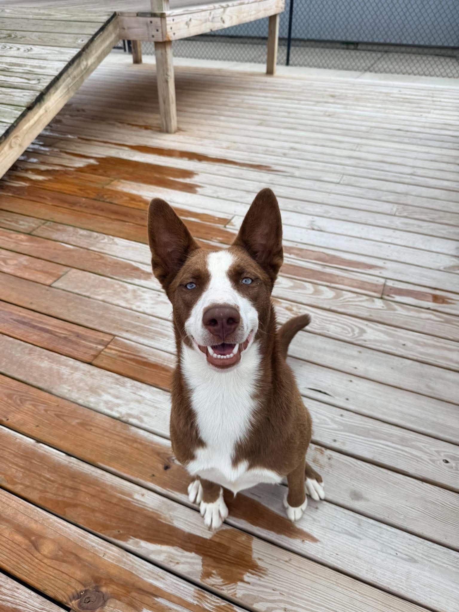 Blue Jay , Adoptable, Puppy Male Australian Cattle Dog / Blue Heeler.