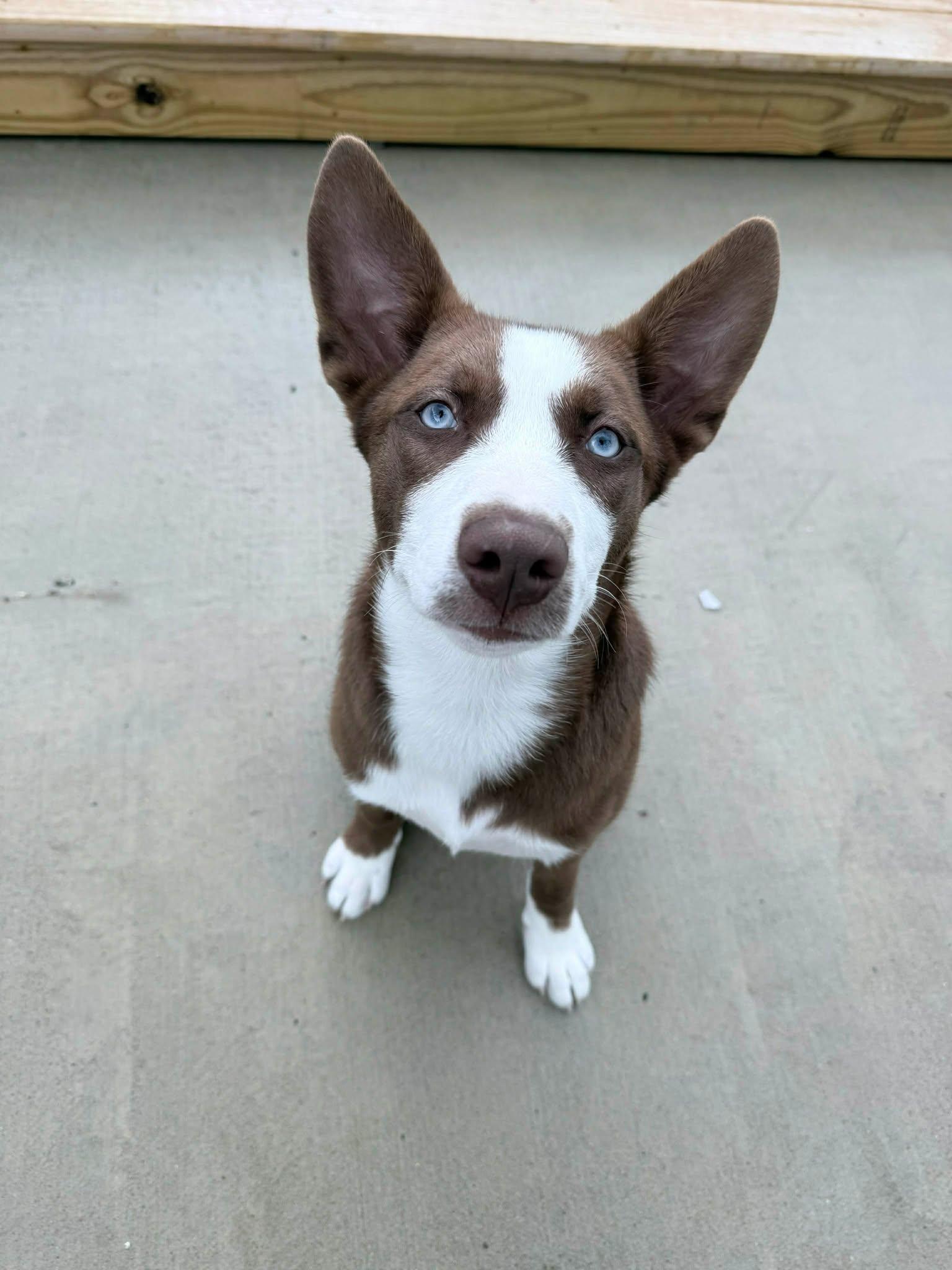 Enlarge Blue Jay , a Adoptable mixed breed in Richmond, KY image 2/6