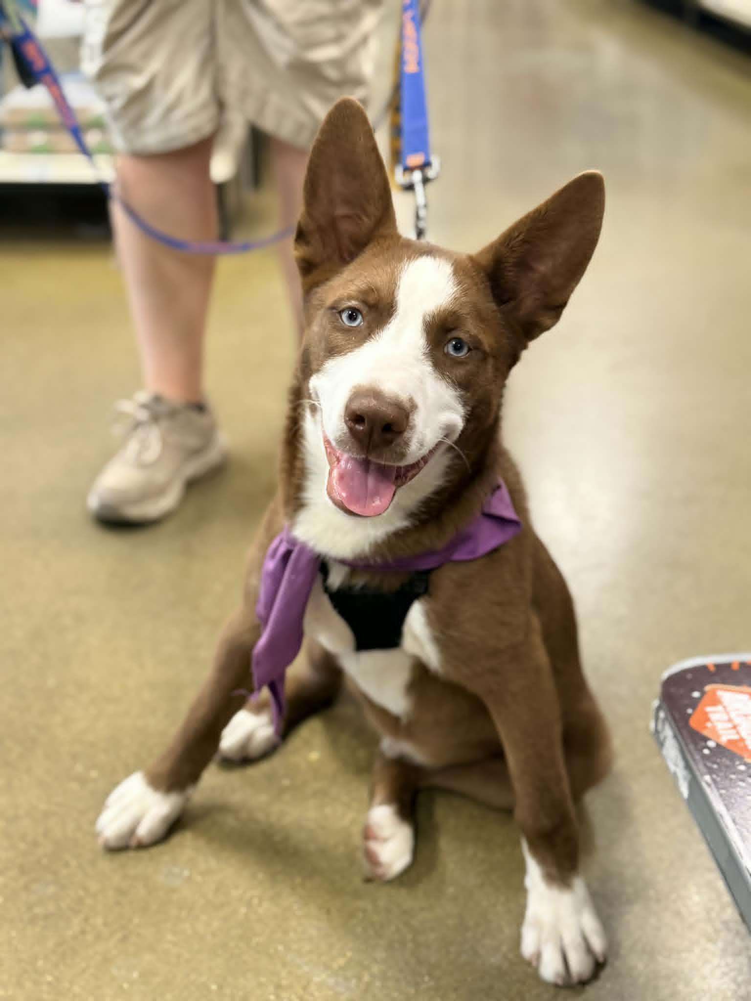 Enlarge Blue Jay , a Adoptable mixed breed in Richmond, KY image 6/6