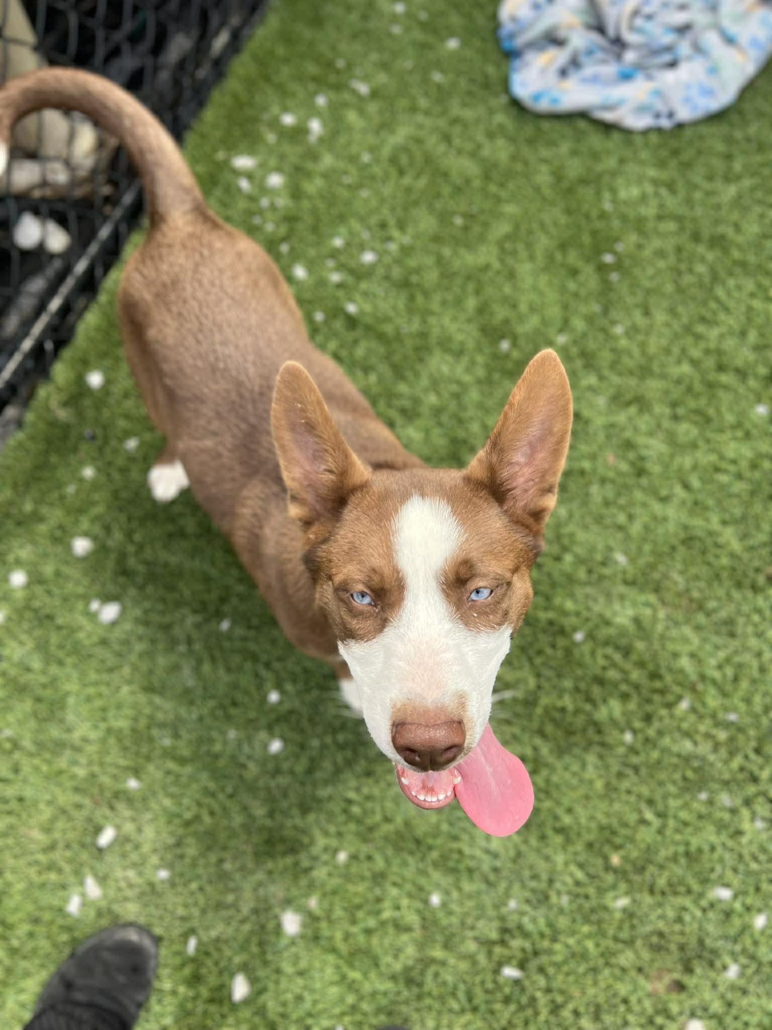 Blue Jay , an adoptable mixed breed in Richmond, KY image 3/6