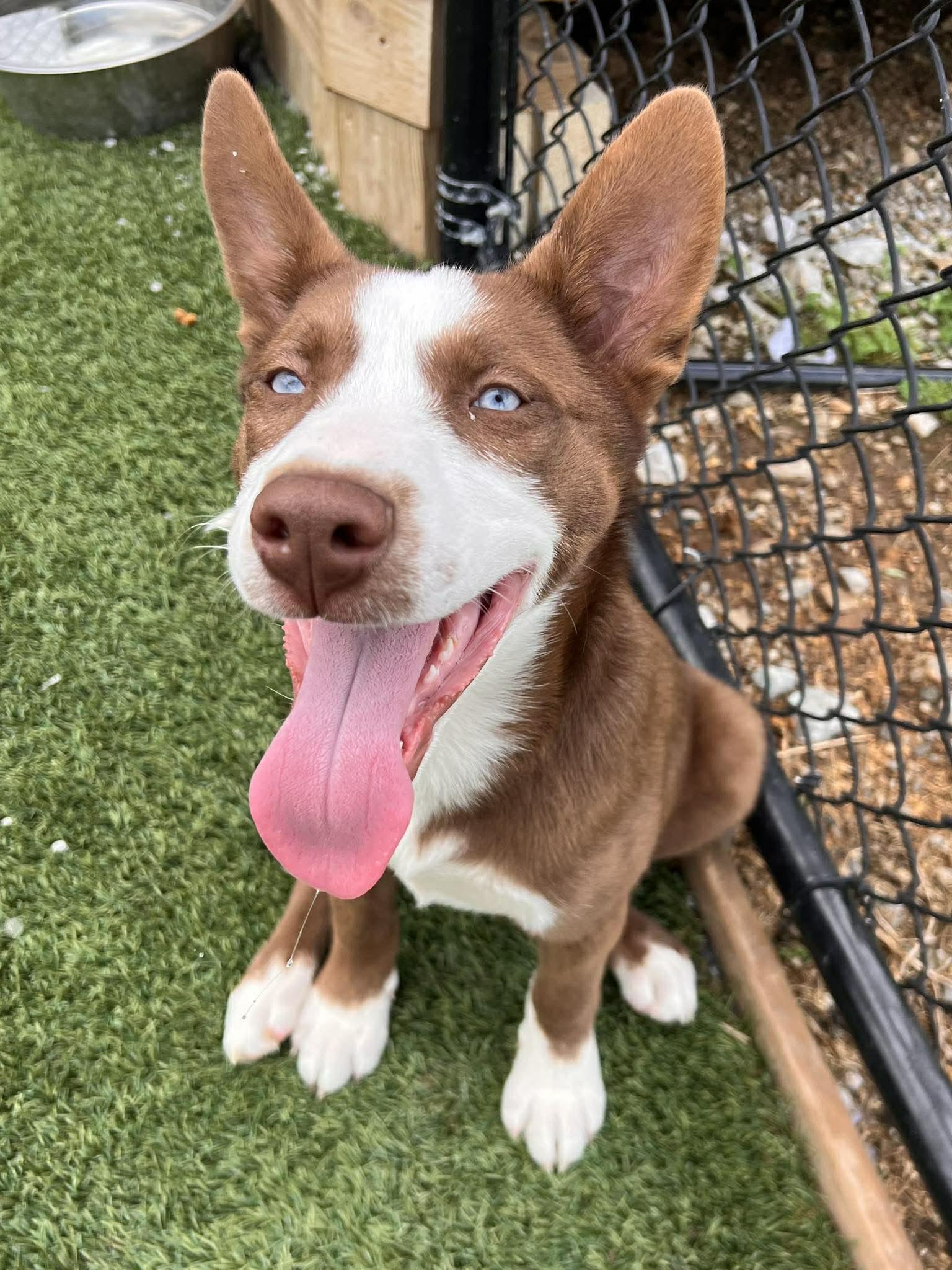 Blue Jay , adoptable, Puppy Male Australian Cattle Dog / Blue Heeler.