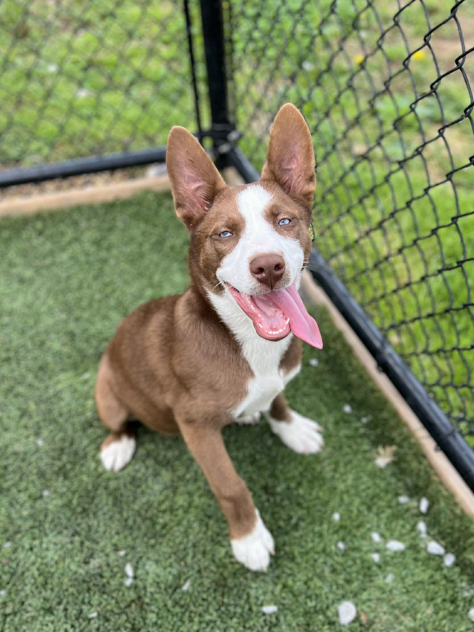 Blue Jay , an adoptable mixed breed in Richmond, KY image 2/6