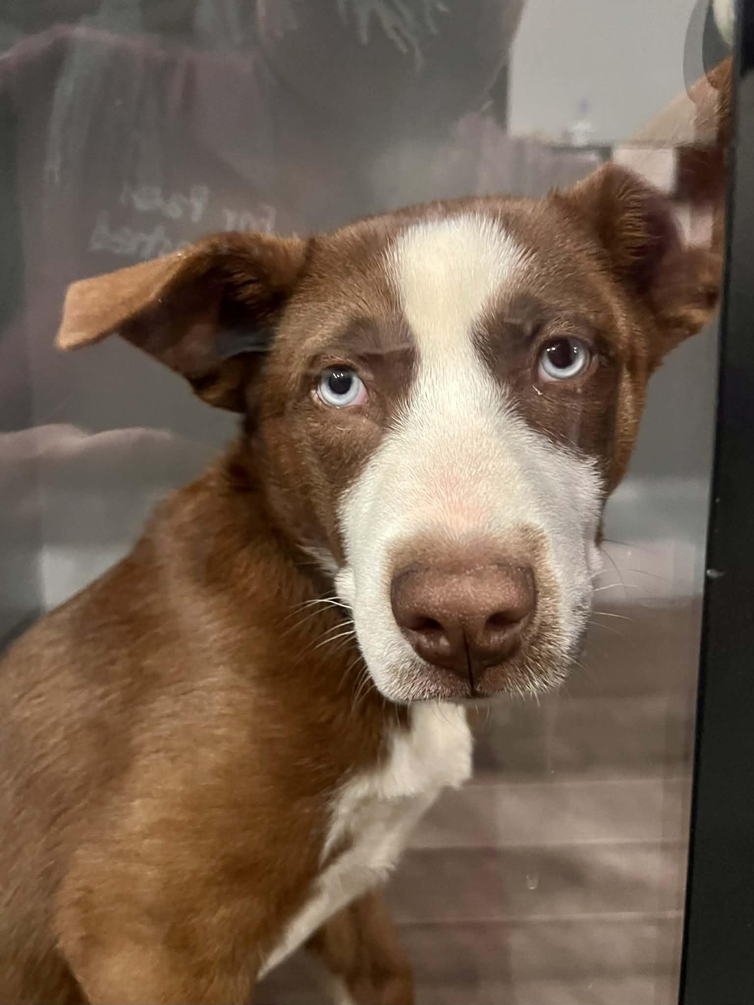 Blue Jay , an adoptable mixed breed in Richmond, KY image 5/6