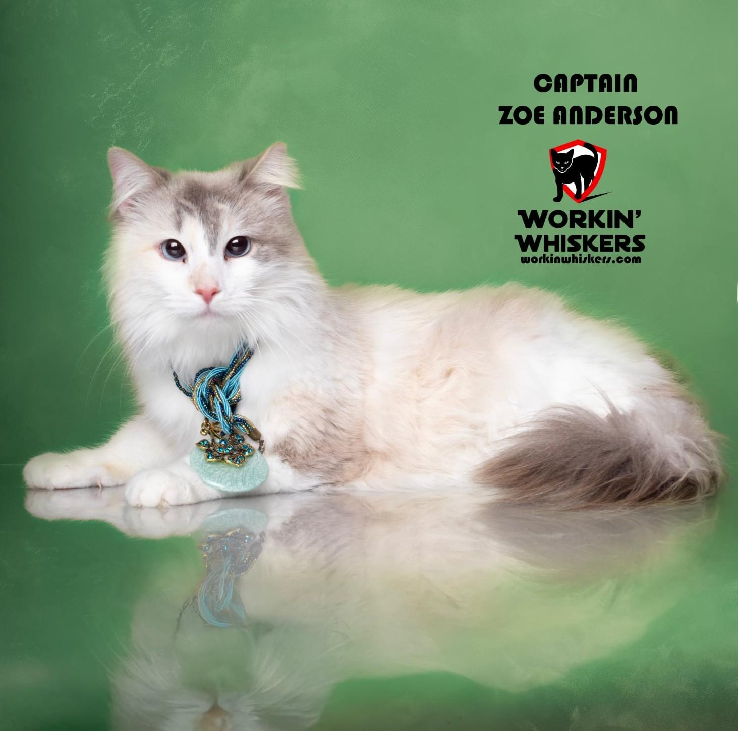 CAPTAIN ZOE ANDERSON, adopted, Young Female Maine Coon & Domestic Long Hair.