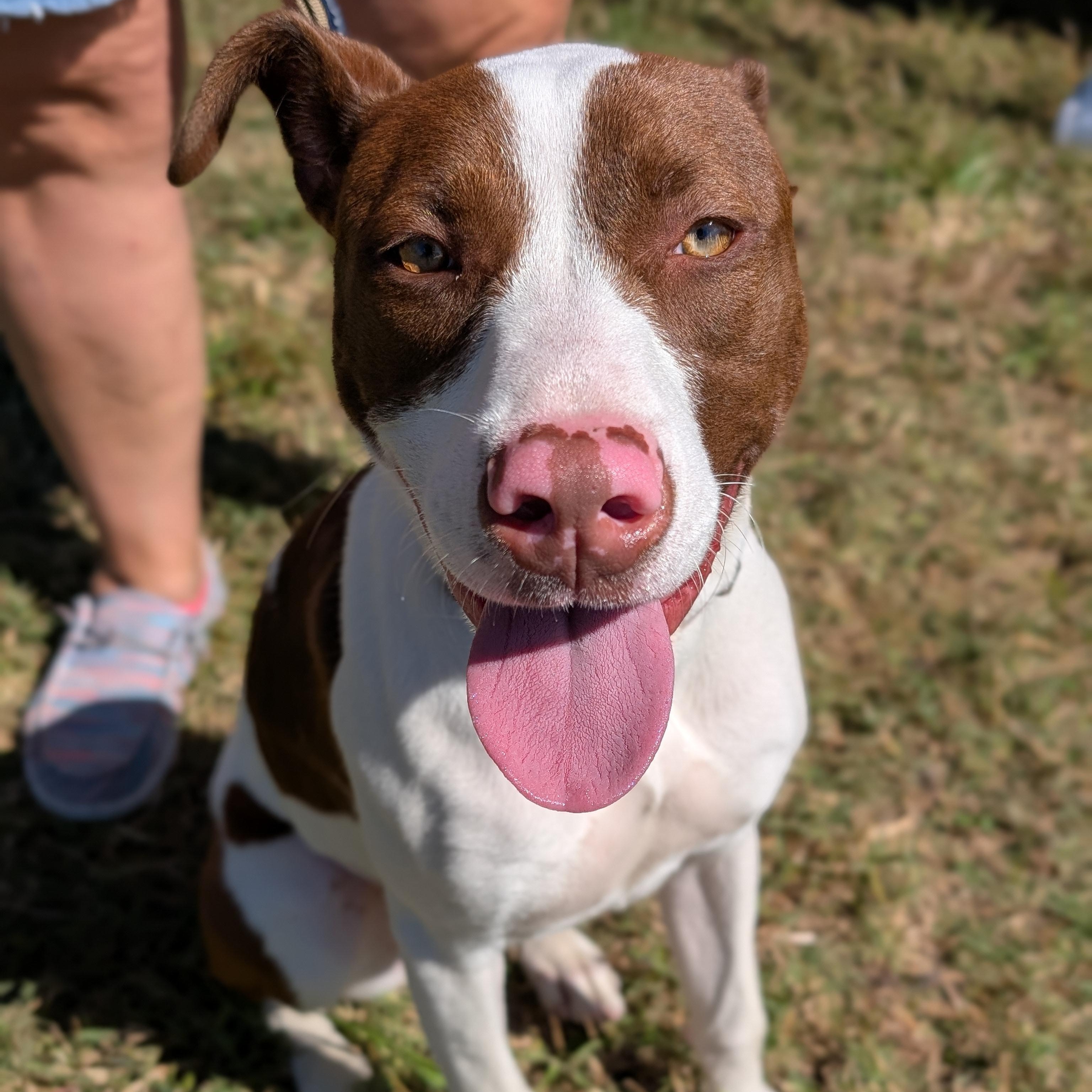 Enlarge Maxine, a Adoptable mixed breed in Spring hill, TN image 4/6