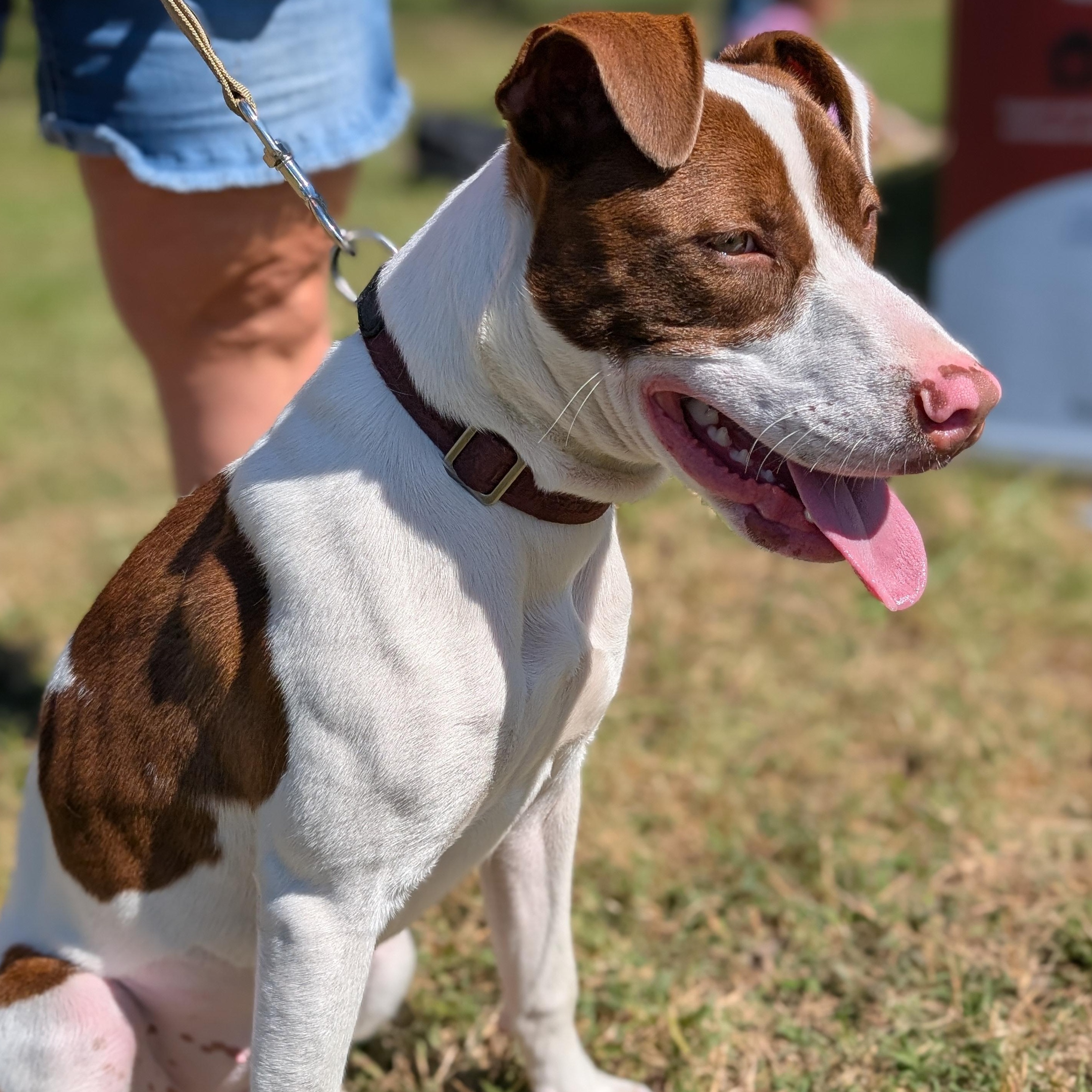 Enlarge Maxine, a Adoptable mixed breed in Spring hill, TN image 6/6