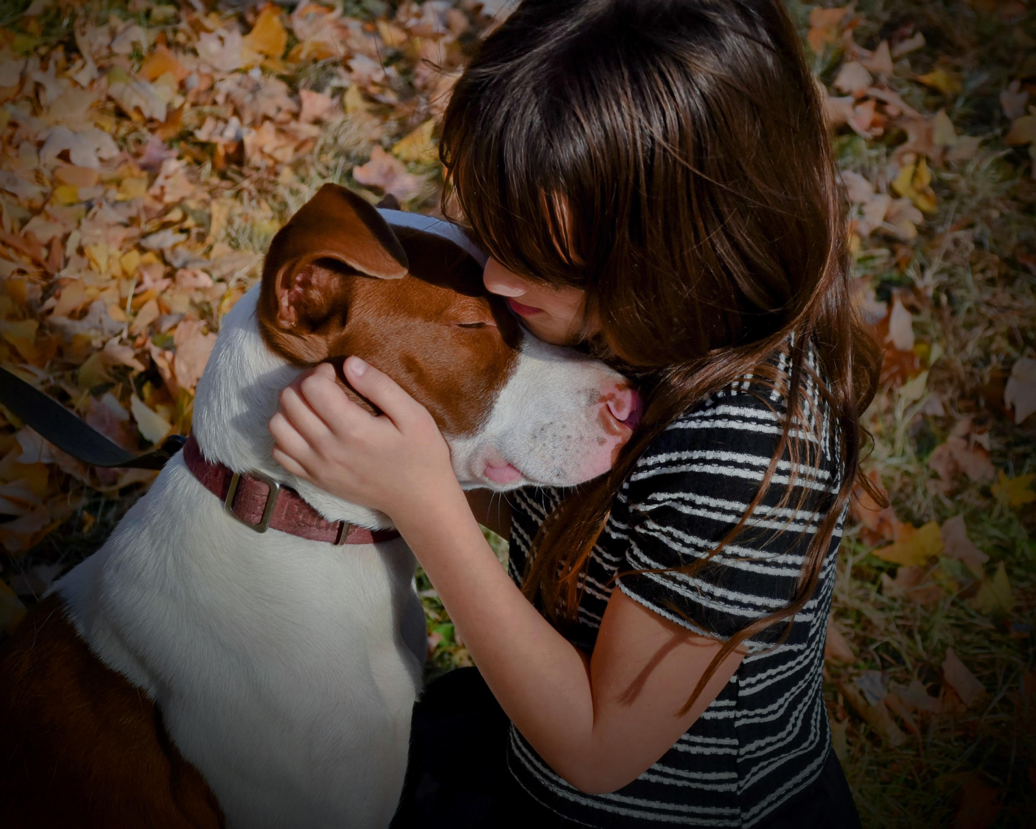Maxine, Adoptable, Young Female Pit Bull Terrier.