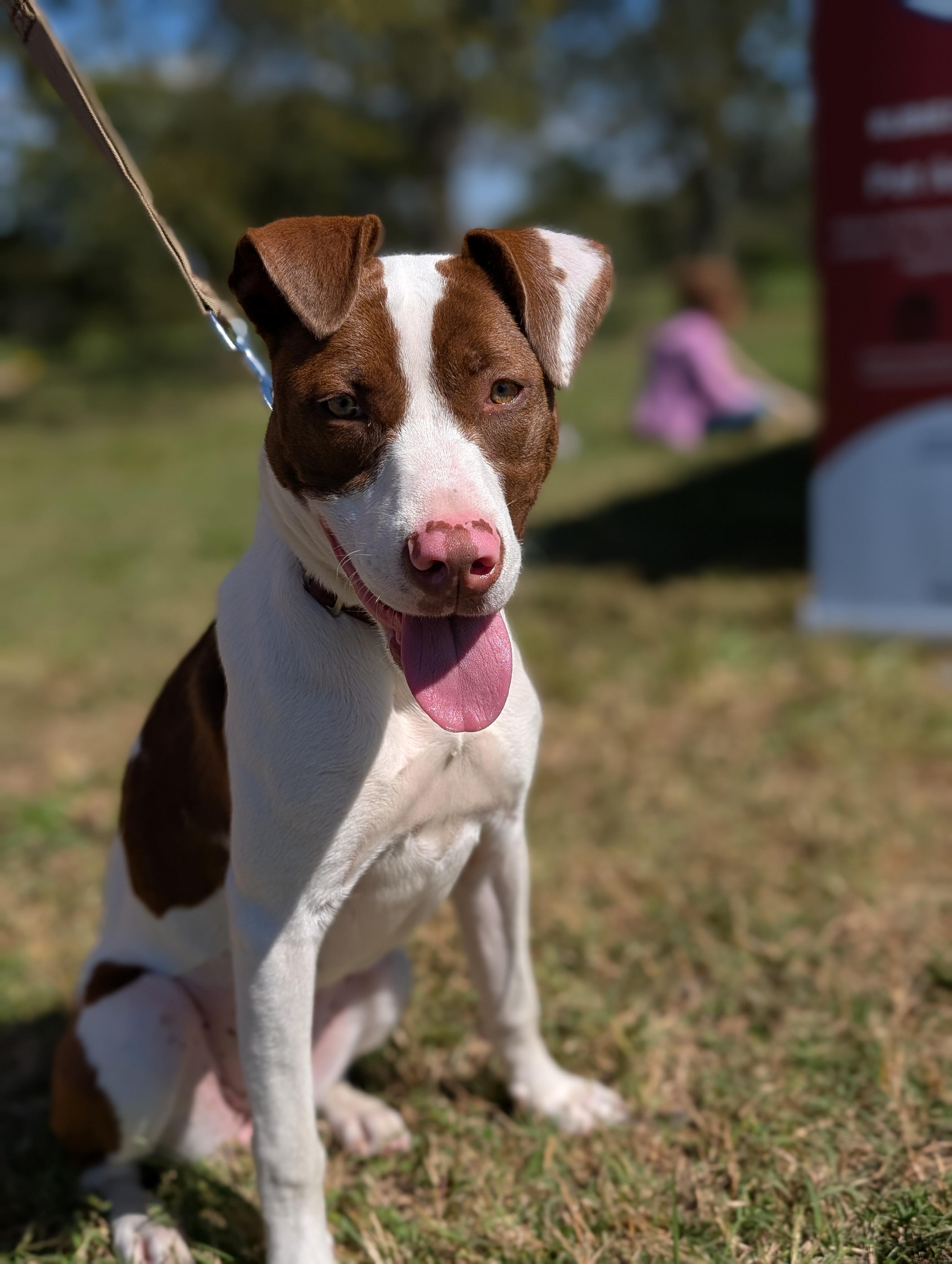 Enlarge Maxine, a Adoptable mixed breed in Spring hill, TN image 3/6