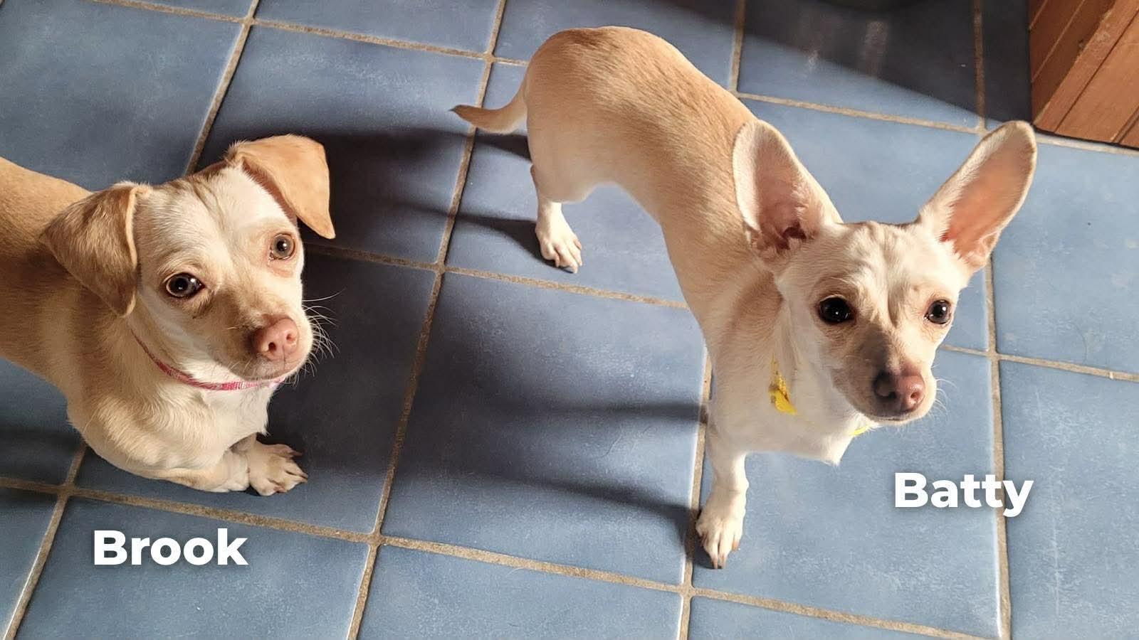 Enlarge Brook & Batty (10 months old), a ADOPTABLE mixed breed in Albany, NY image 2/2