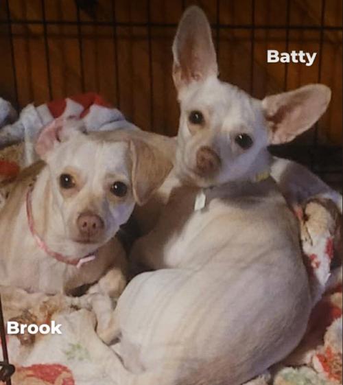 Enlarge Brook & Batty (10 months old), a ADOPTABLE mixed breed in Albany, NY image 1/2