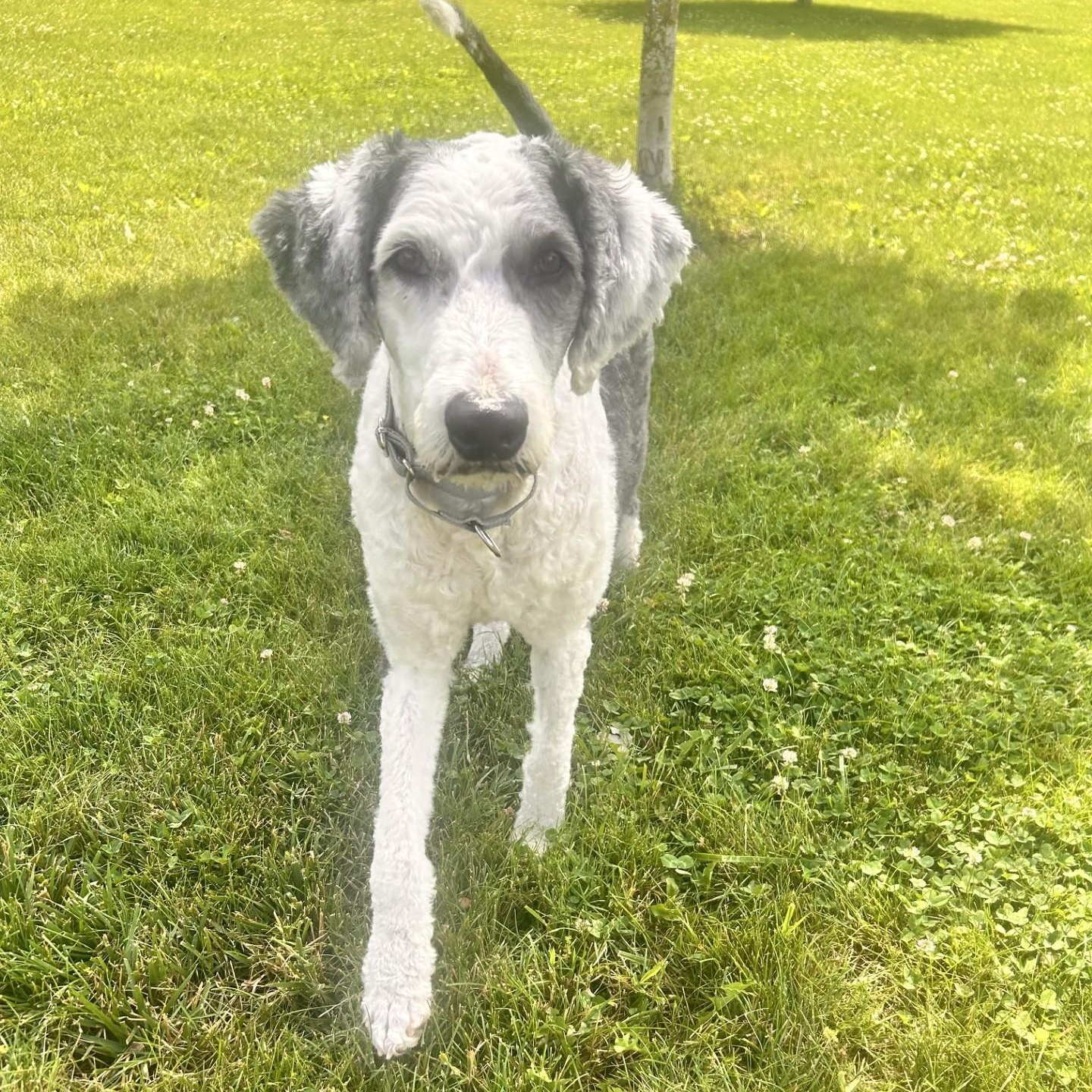 Enlarge Henry, a ADOPTABLE Sheepadoodle in South Charleston, OH image 2/3