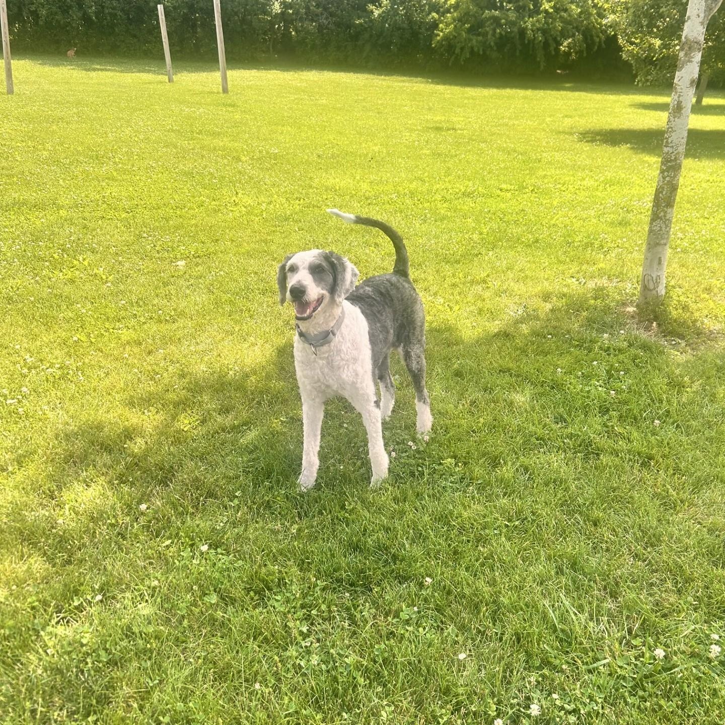 Enlarge Henry, a ADOPTABLE Sheepadoodle in South Charleston, OH image 1/3