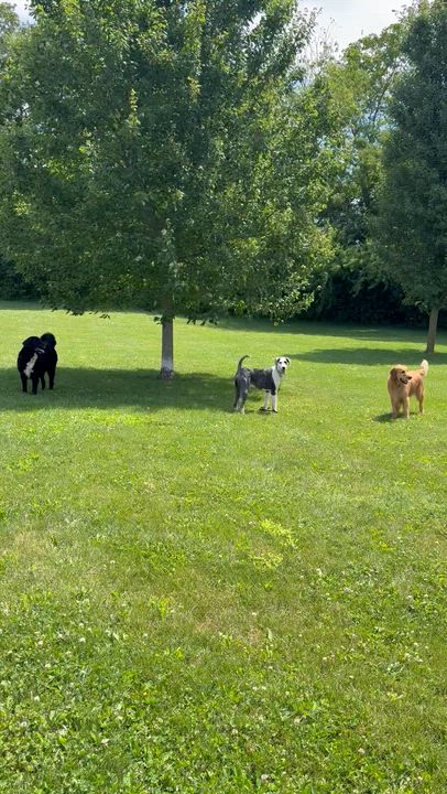 Enlarge Henry, a ADOPTABLE Sheepadoodle in South Charleston, OH video 3/3
