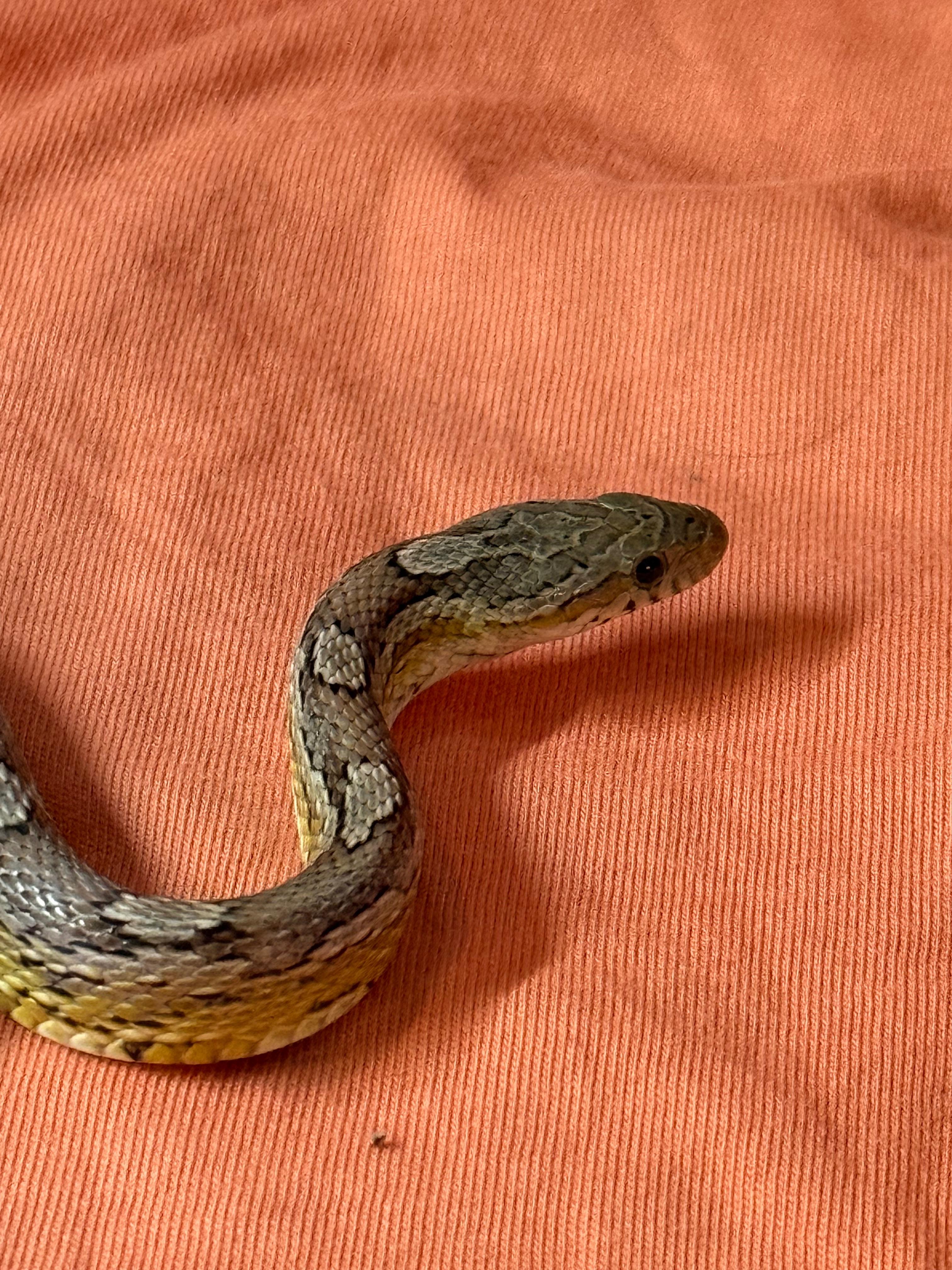 Enlarge Falkor, an adopted Corn / Rat in warwick, RI image 1/4