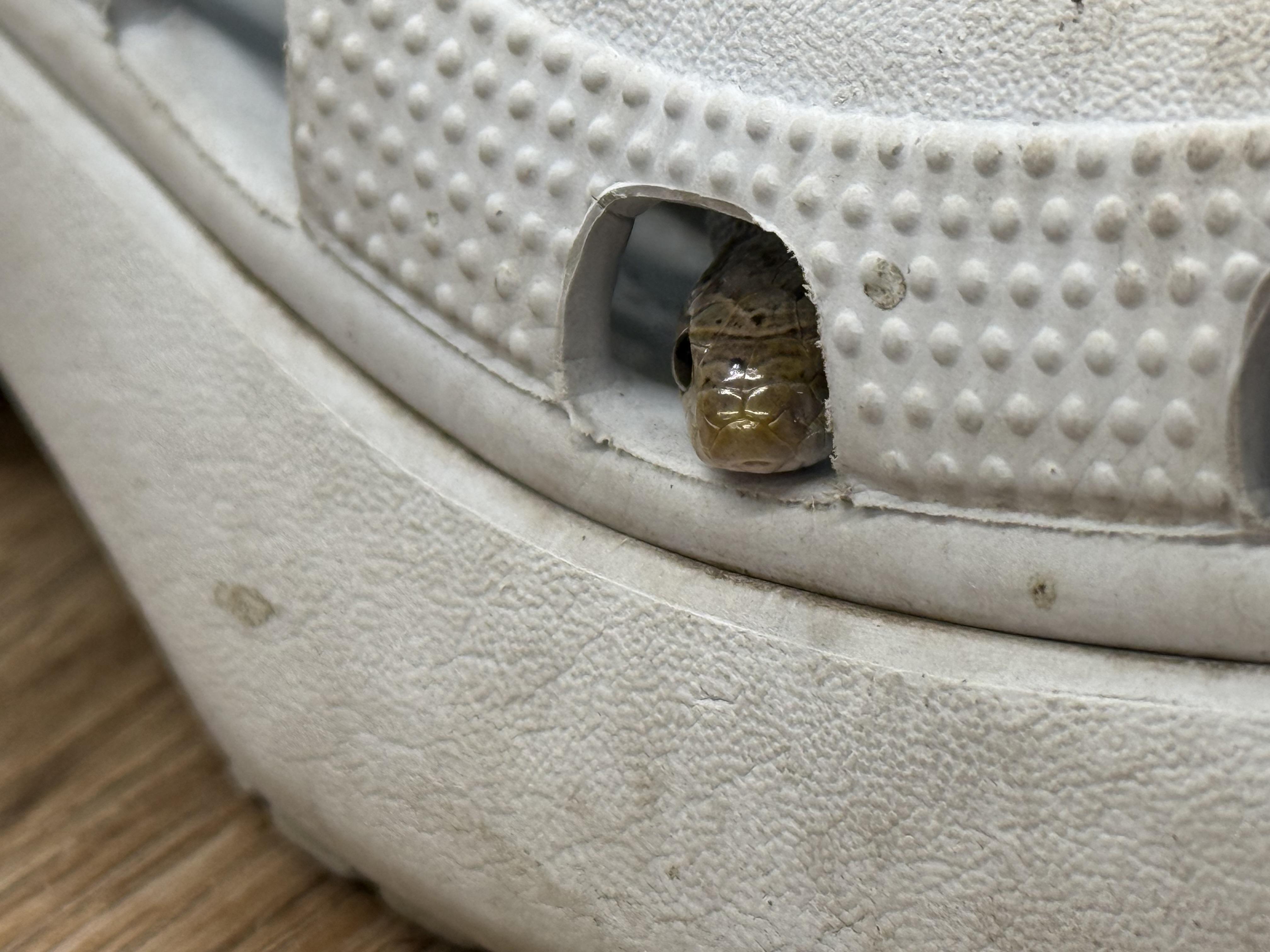 Enlarge Falkor, an adopted Corn / Rat in warwick, RI image 2/4