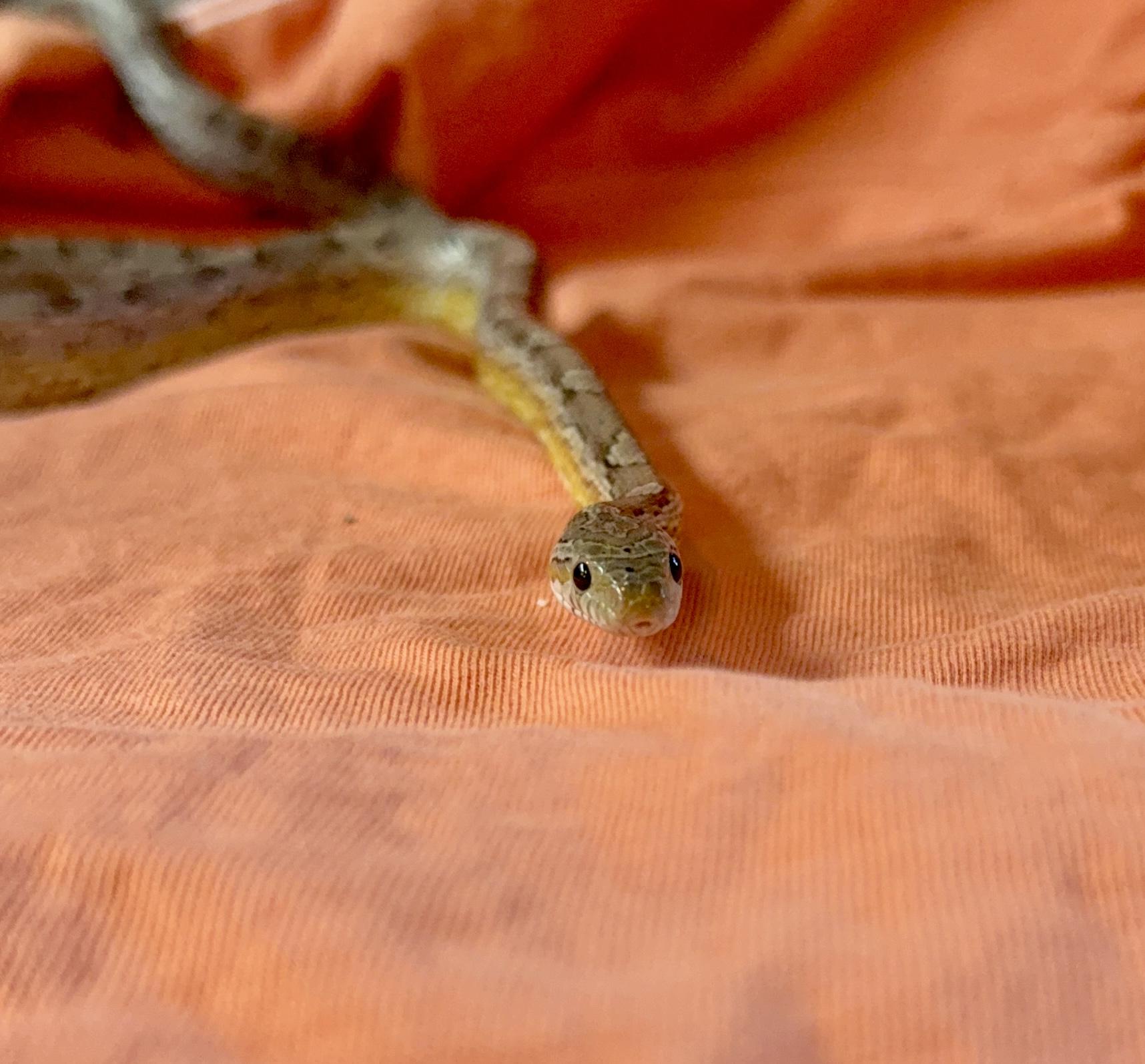 Enlarge Falkor, an adopted Corn / Rat in warwick, RI image 4/4