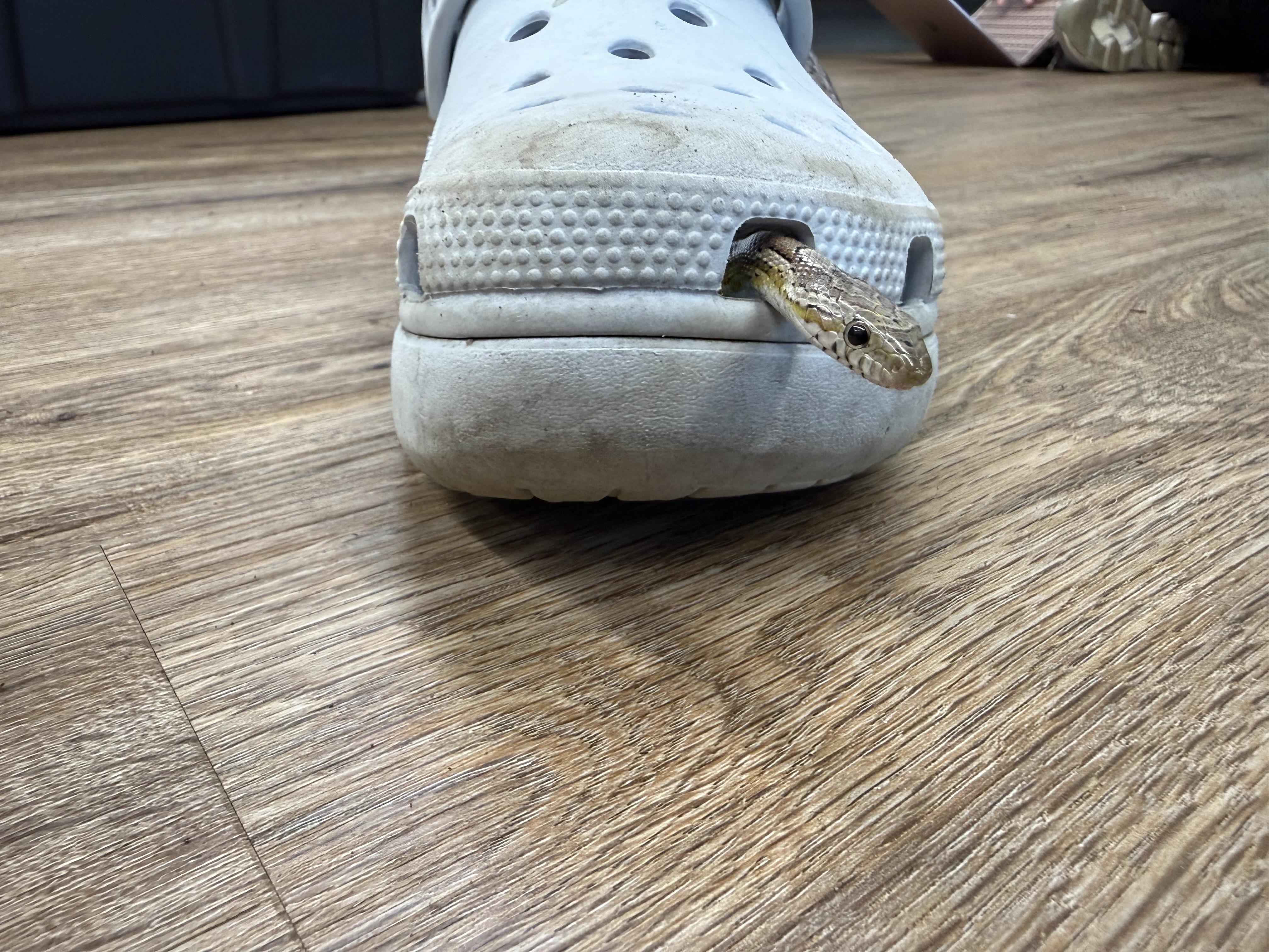 Enlarge Falkor, an adopted Corn / Rat in warwick, RI image 3/4