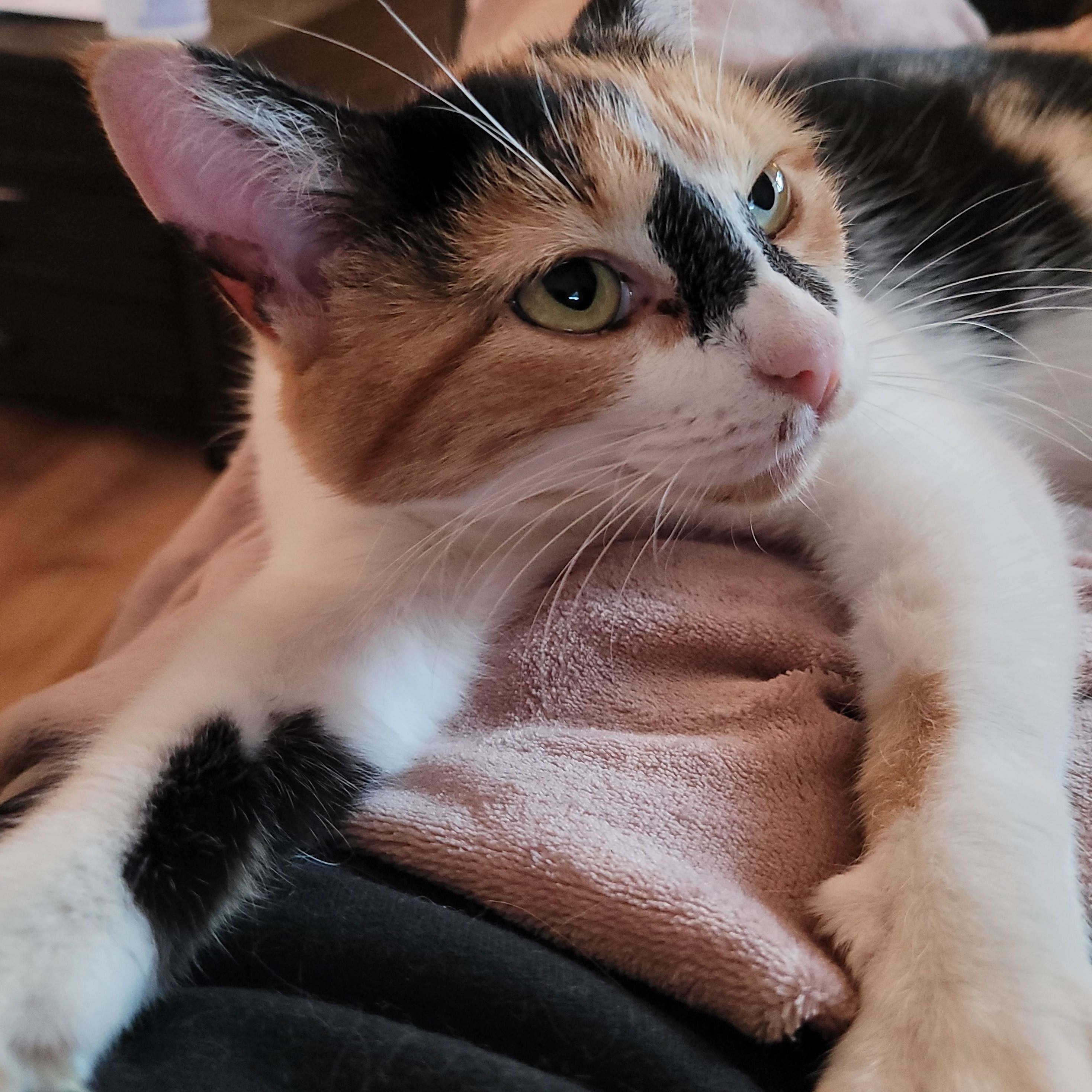 Sweet Potato, Adoptable, Adult Female Domestic Short Hair.