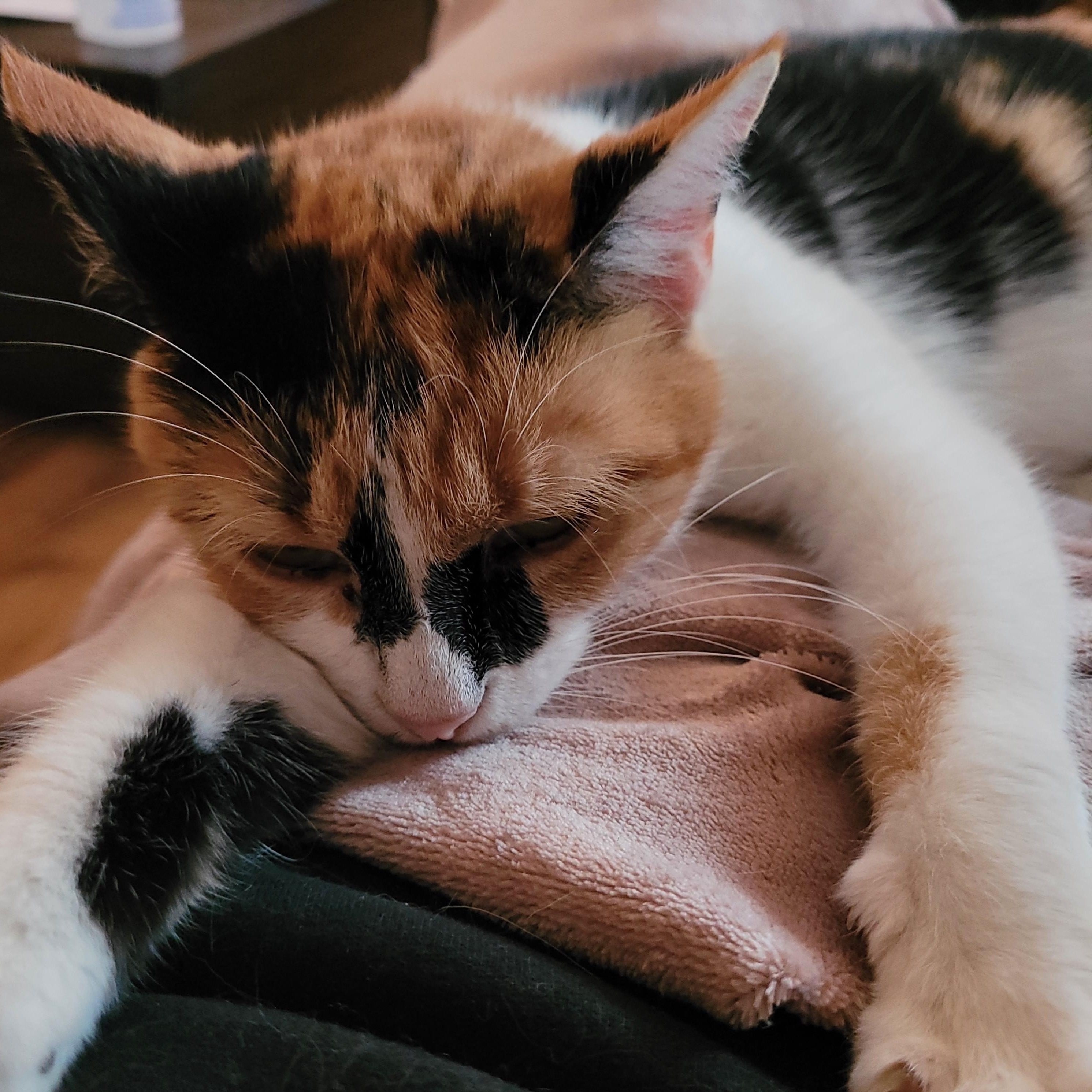 Sweet Potato, a Adoptable Domestic Short Hair in Indianapolis, IN image 5/6