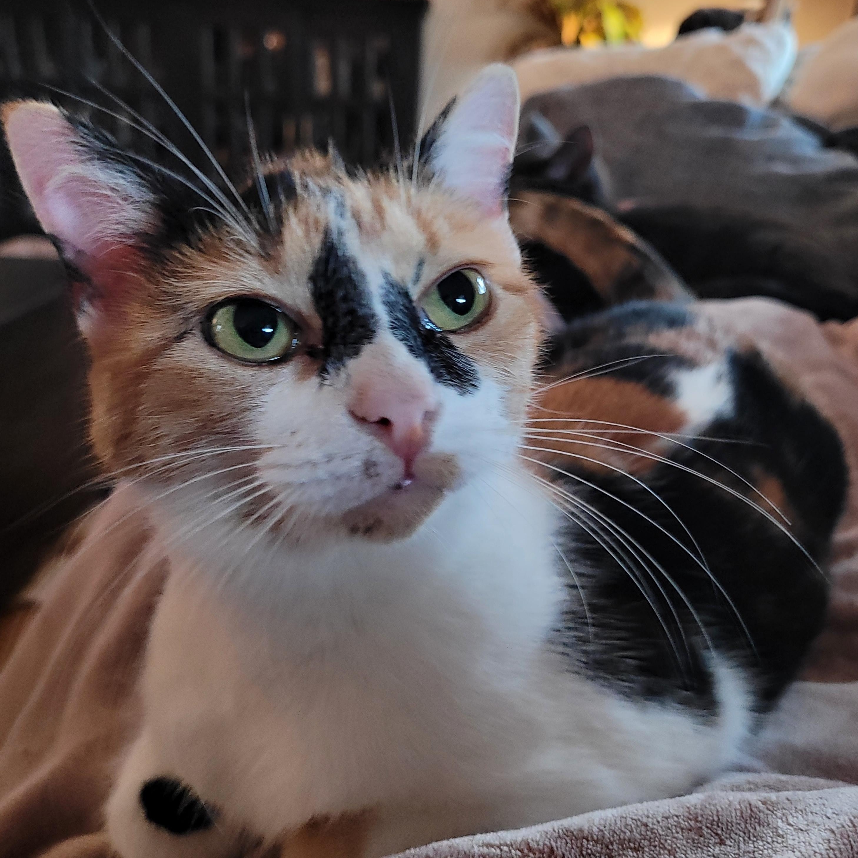 Sweet Potato, a Adoptable Domestic Short Hair in Indianapolis, IN image 3/6