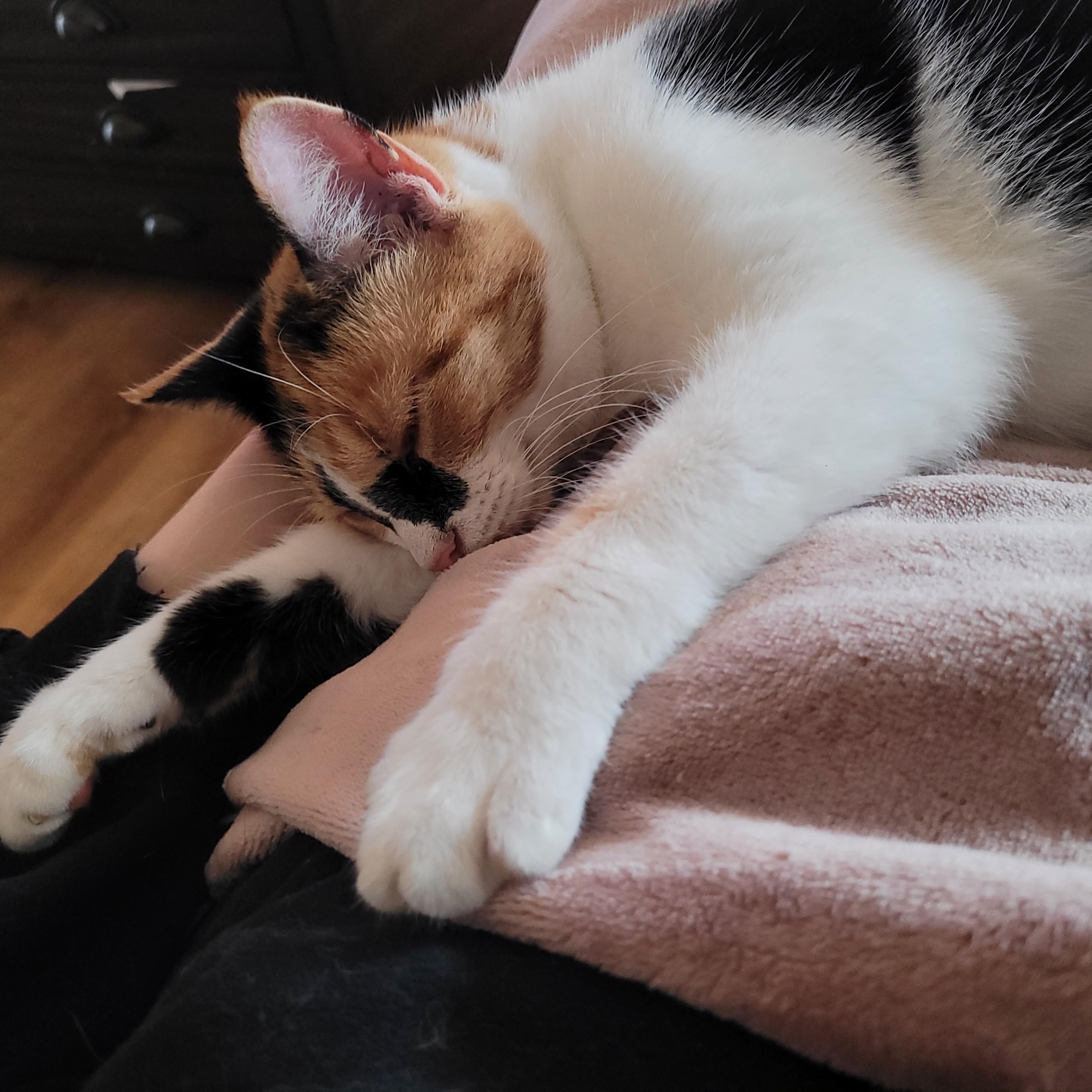 Sweet Potato, a Adoptable Domestic Short Hair in Indianapolis, IN image 6/6