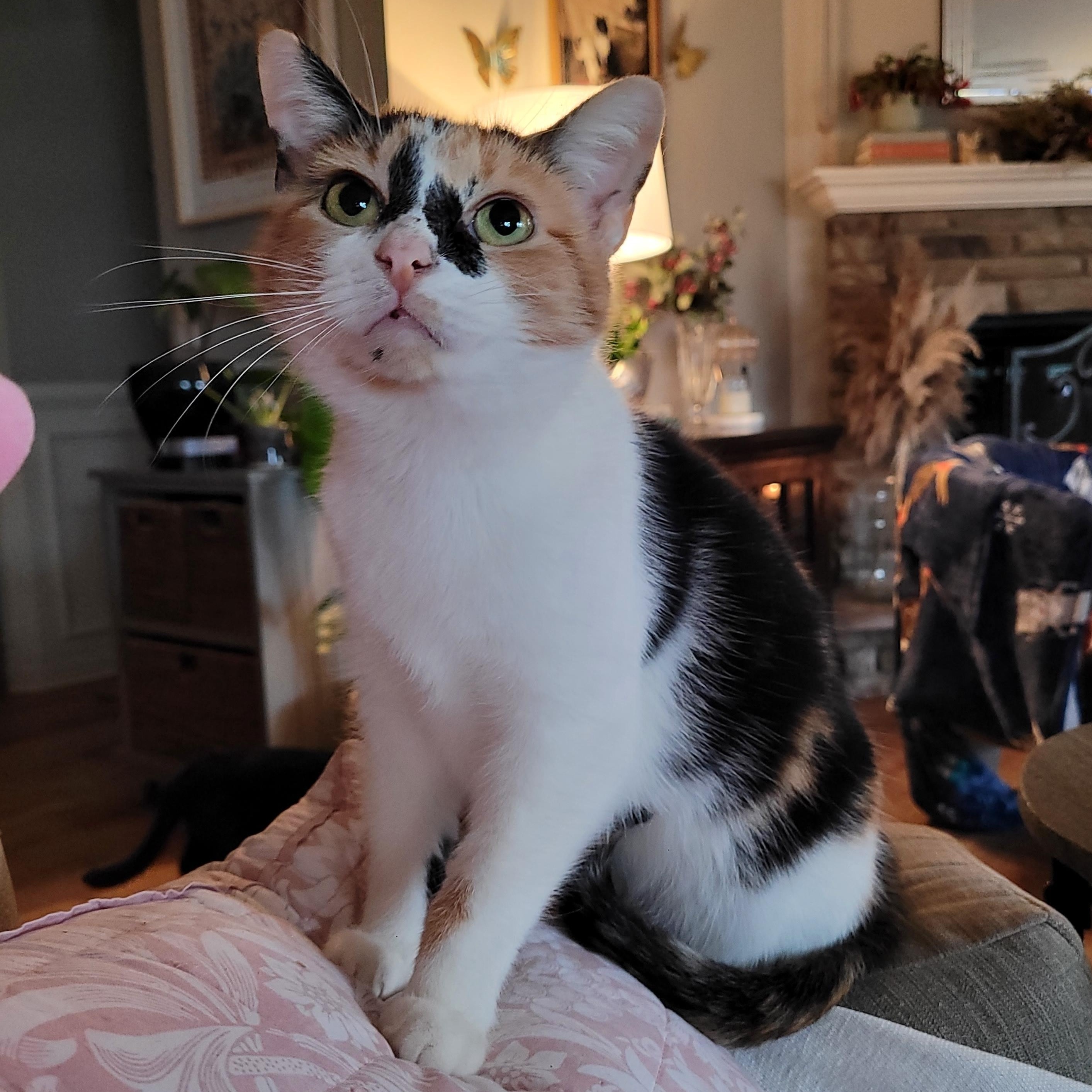 Enlarge Sweet Potato, a Adoptable Domestic Short Hair in Indianapolis, IN image 1/6