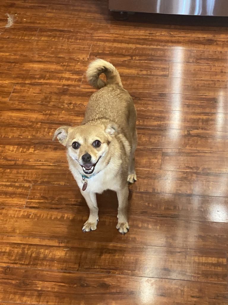 Bart, Adopted, Adult Male Chihuahua.