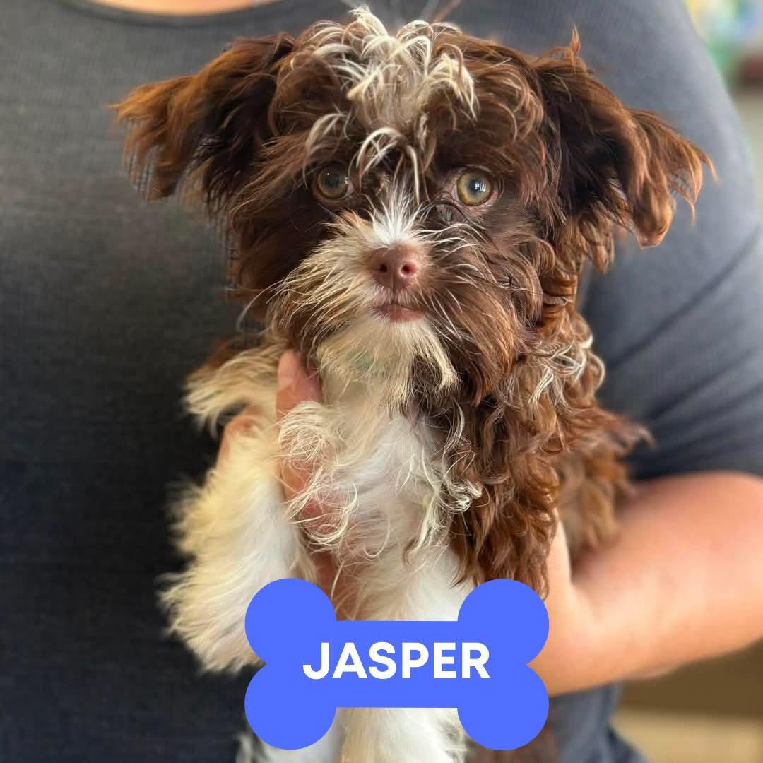 Jasper, adopted, Puppy Male Poodle.
