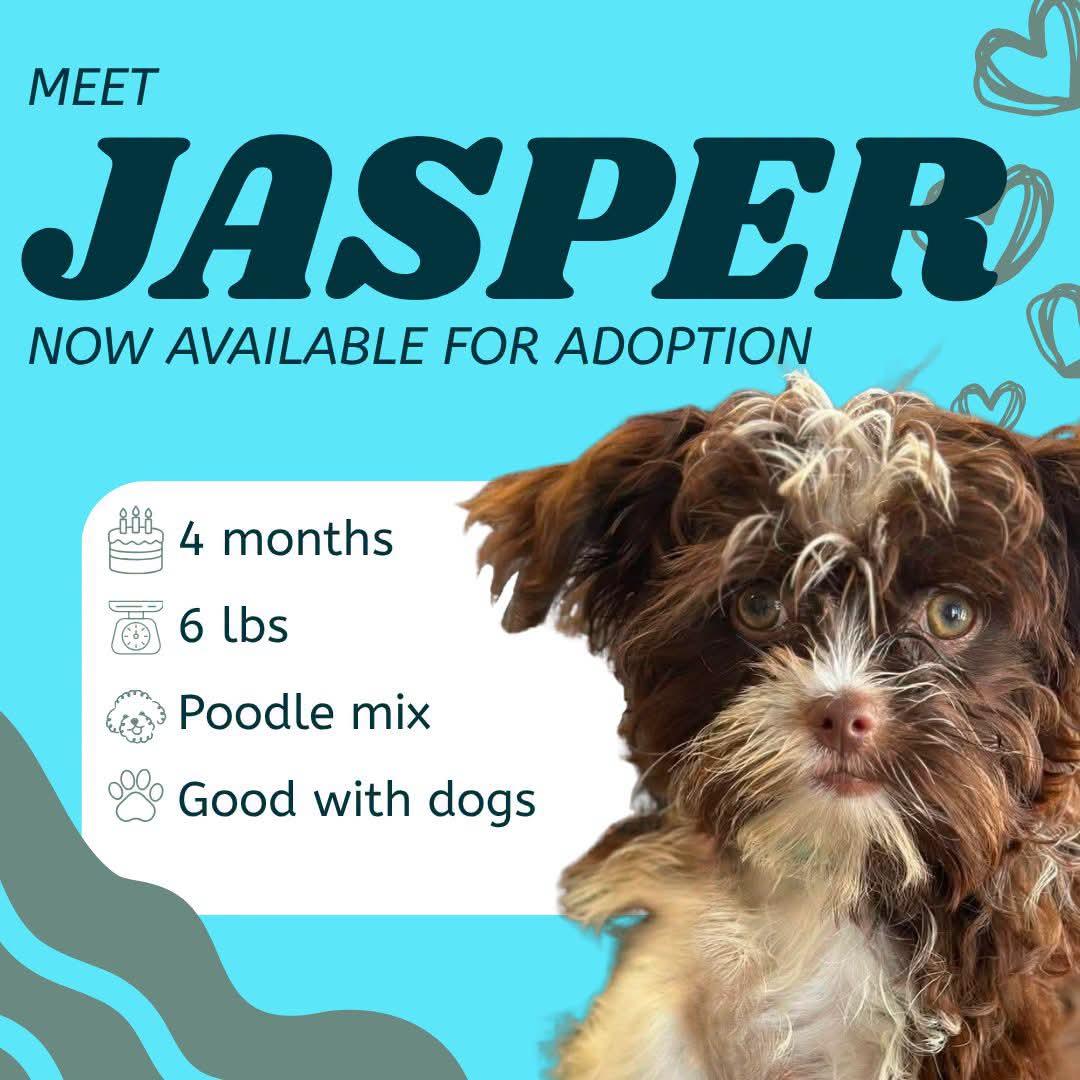 Enlarge Jasper, an adopted mixed breed in De Pere, WI image 3/5