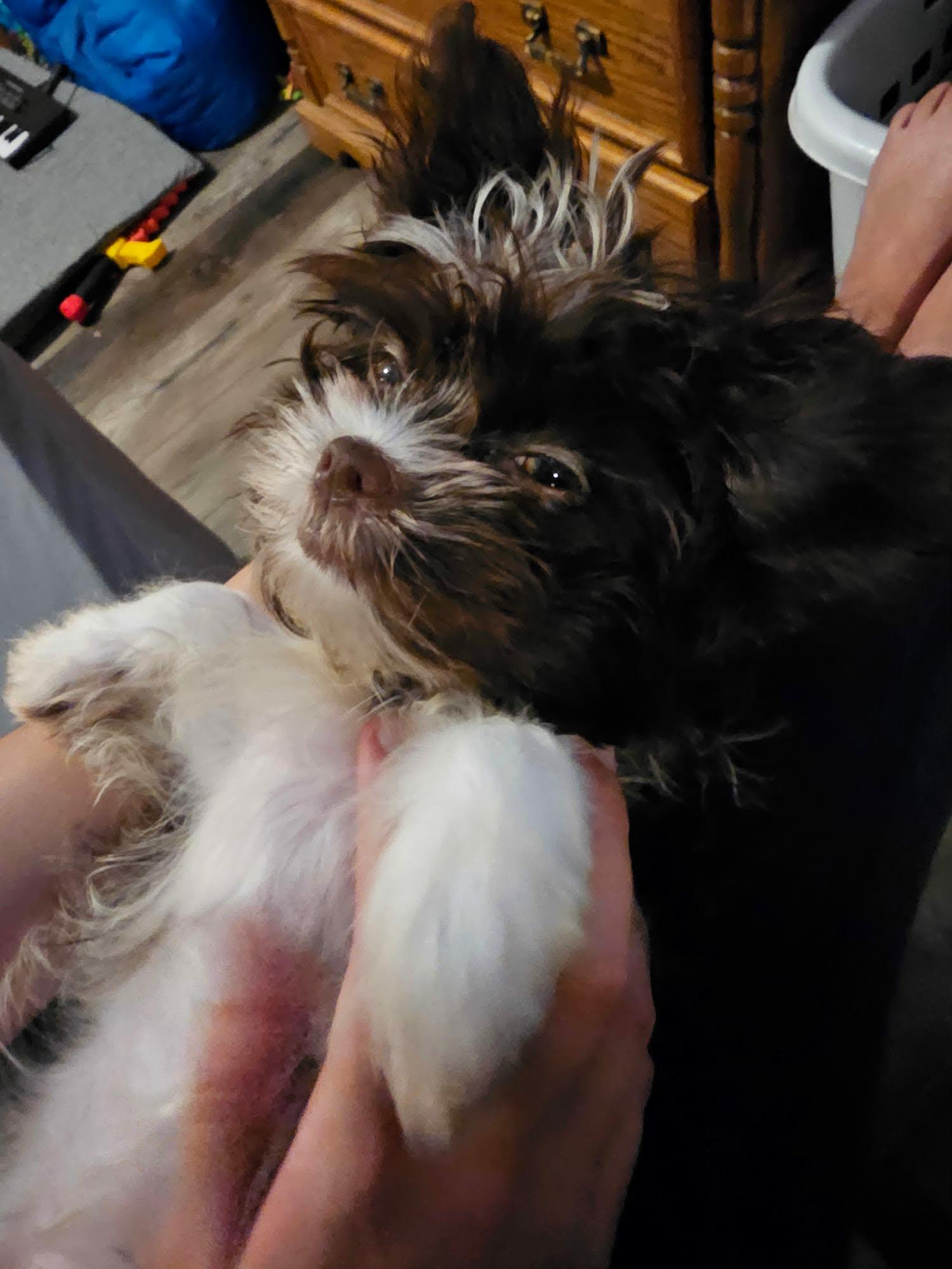 Enlarge Jasper, an adopted mixed breed in De Pere, WI image 5/5
