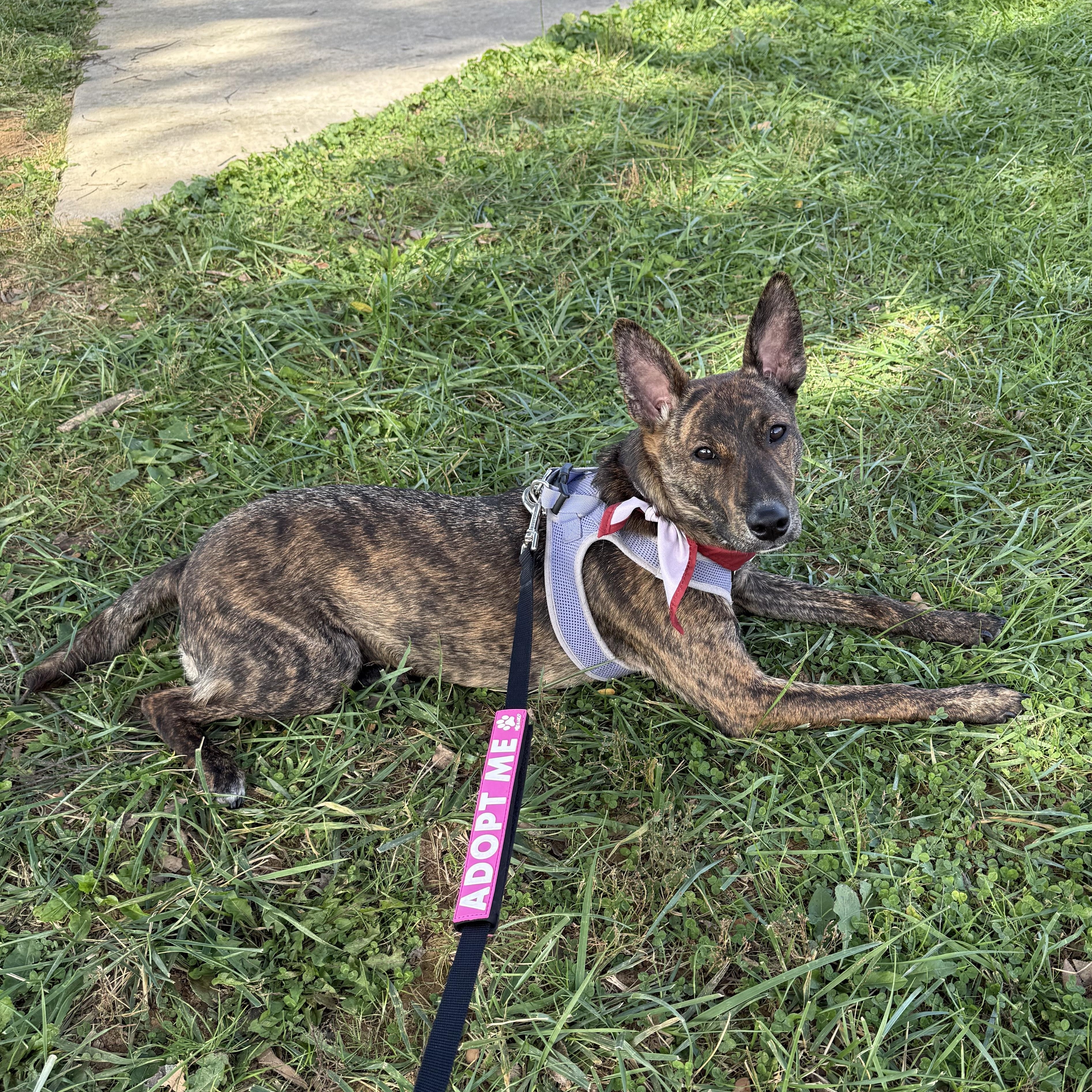 Enlarge Marbles, a Adoptable mixed breed in Silver Spring, MD image 2/6