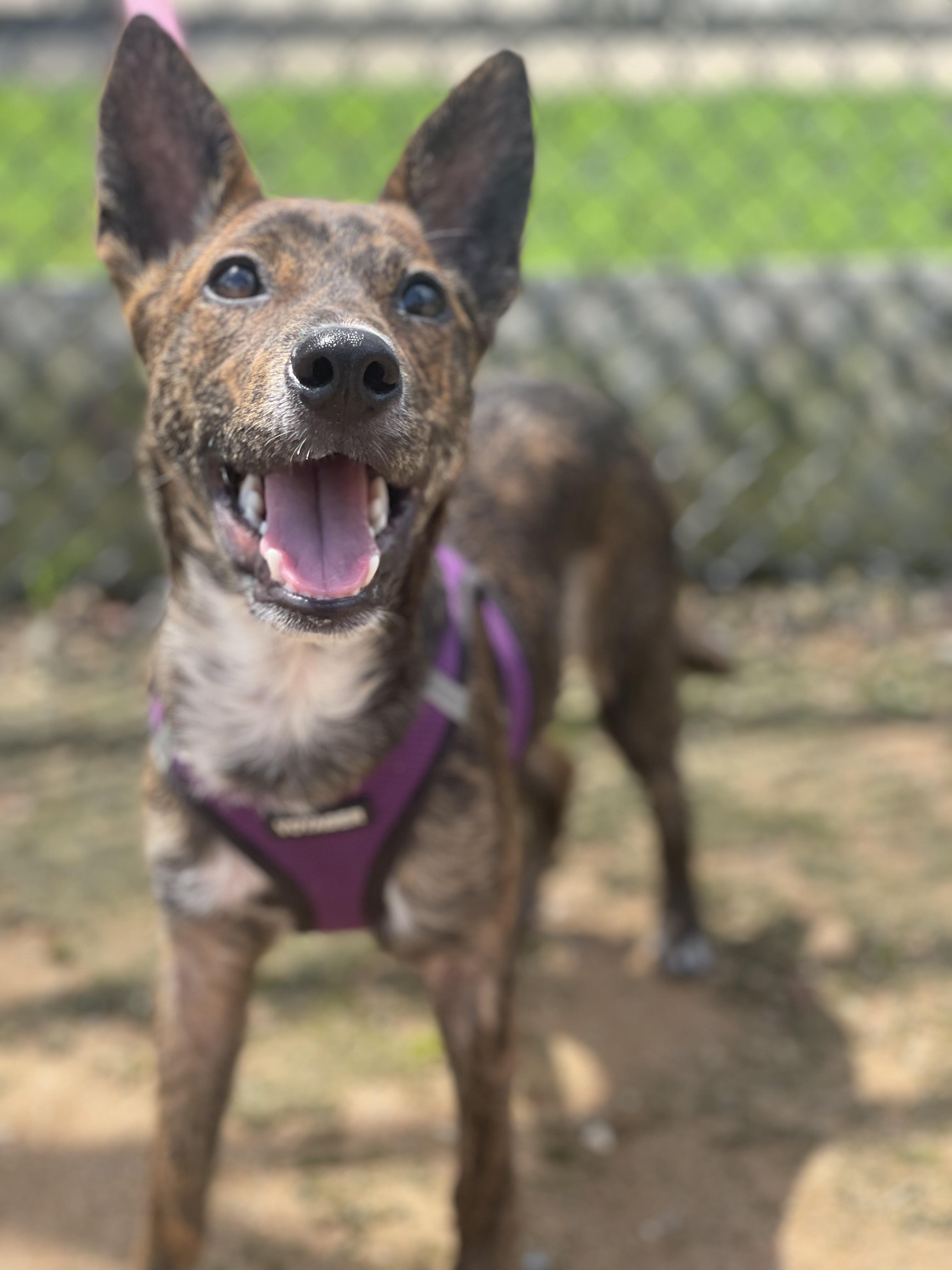 Marbles, an adoptable Terrier, Basenji in Silver Spring, MD, 20906 | Photo Image 2