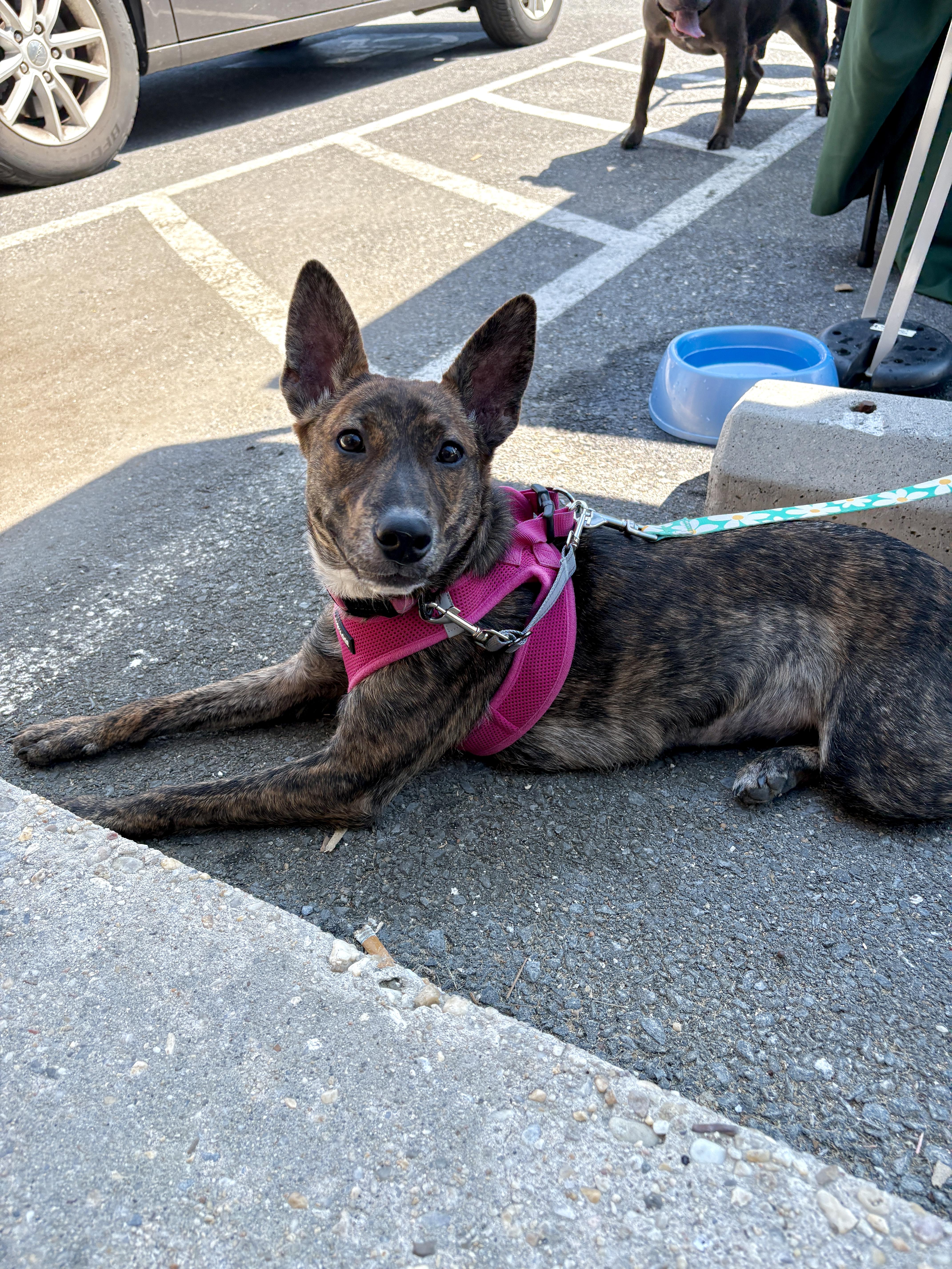 Enlarge Marbles, a Adoptable mixed breed in Silver Spring, MD image 6/6