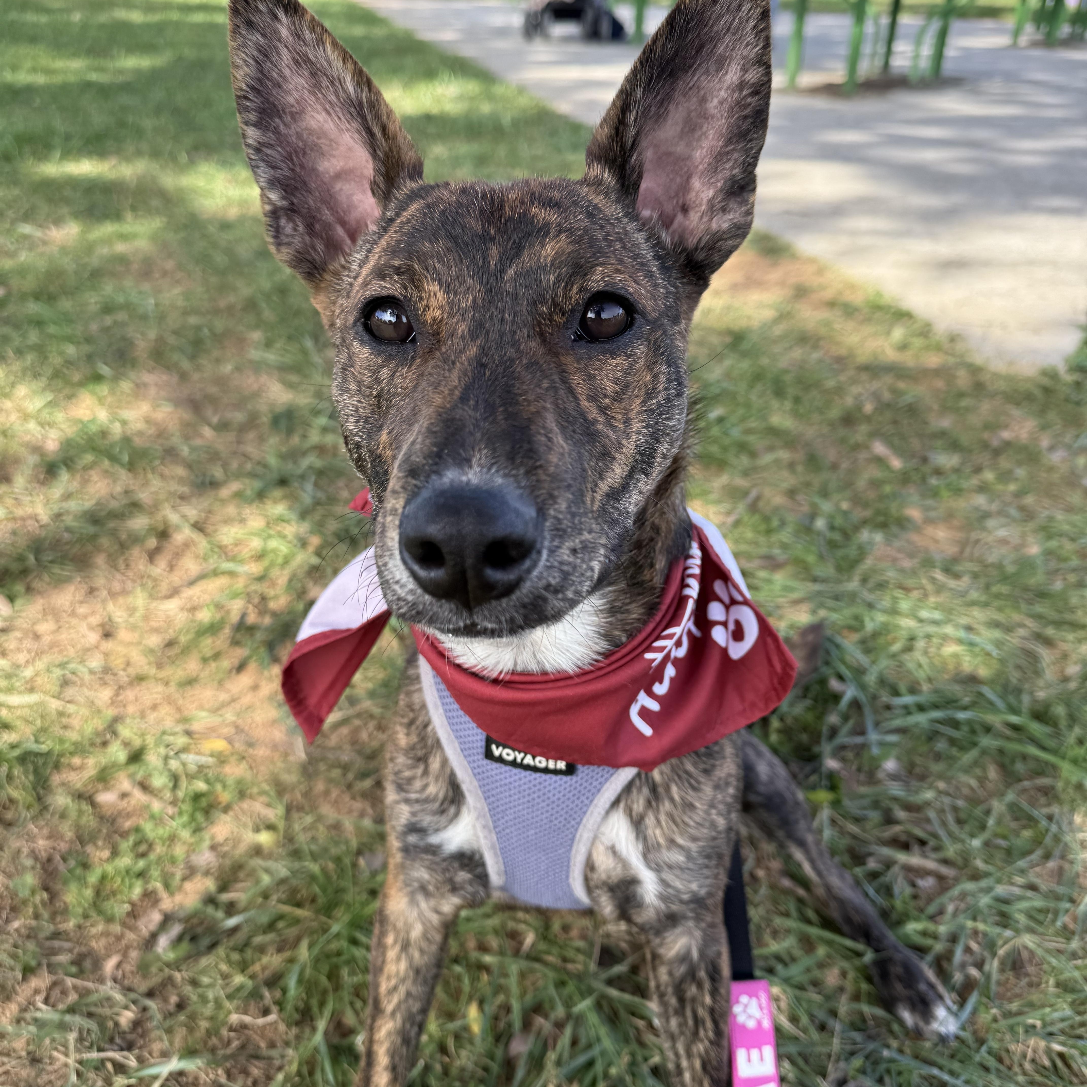 Enlarge Marbles, a Adoptable mixed breed in Silver Spring, MD image 1/6