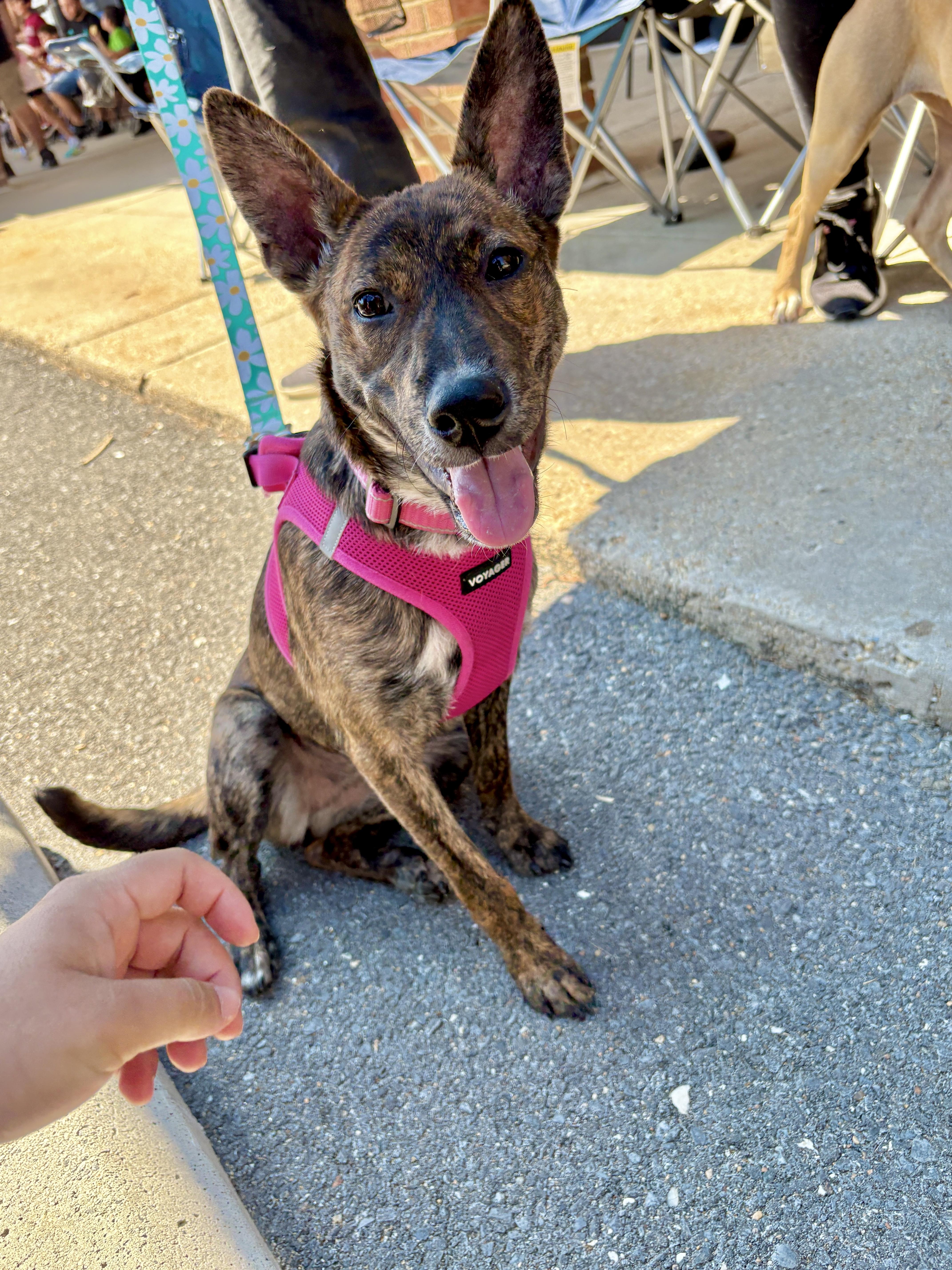 Marbles, an adoptable Terrier, Basenji in Silver Spring, MD, 20906 | Photo Image 5