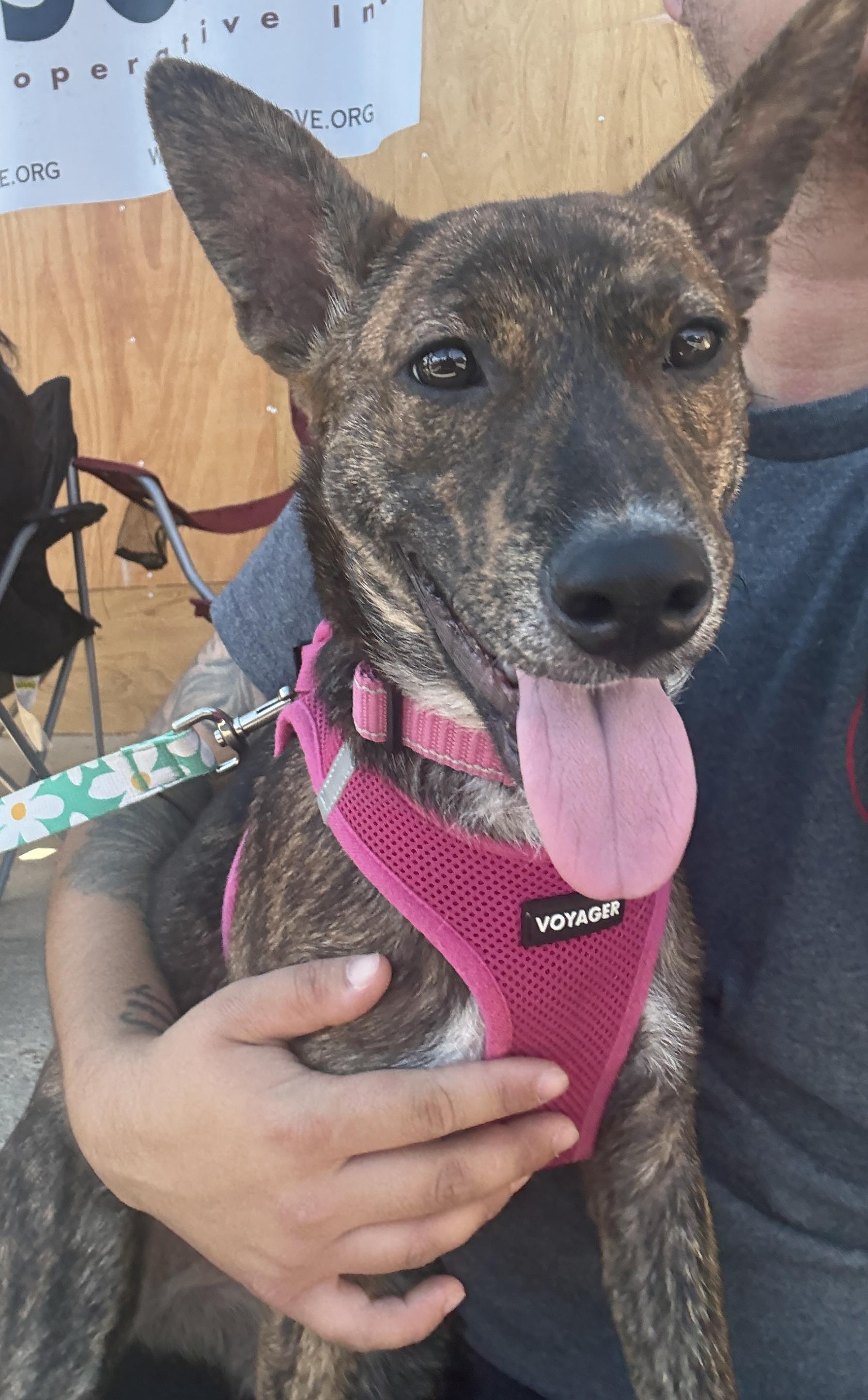 Marbles, an adoptable Terrier, Basenji in Silver Spring, MD, 20906 | Photo Image 4