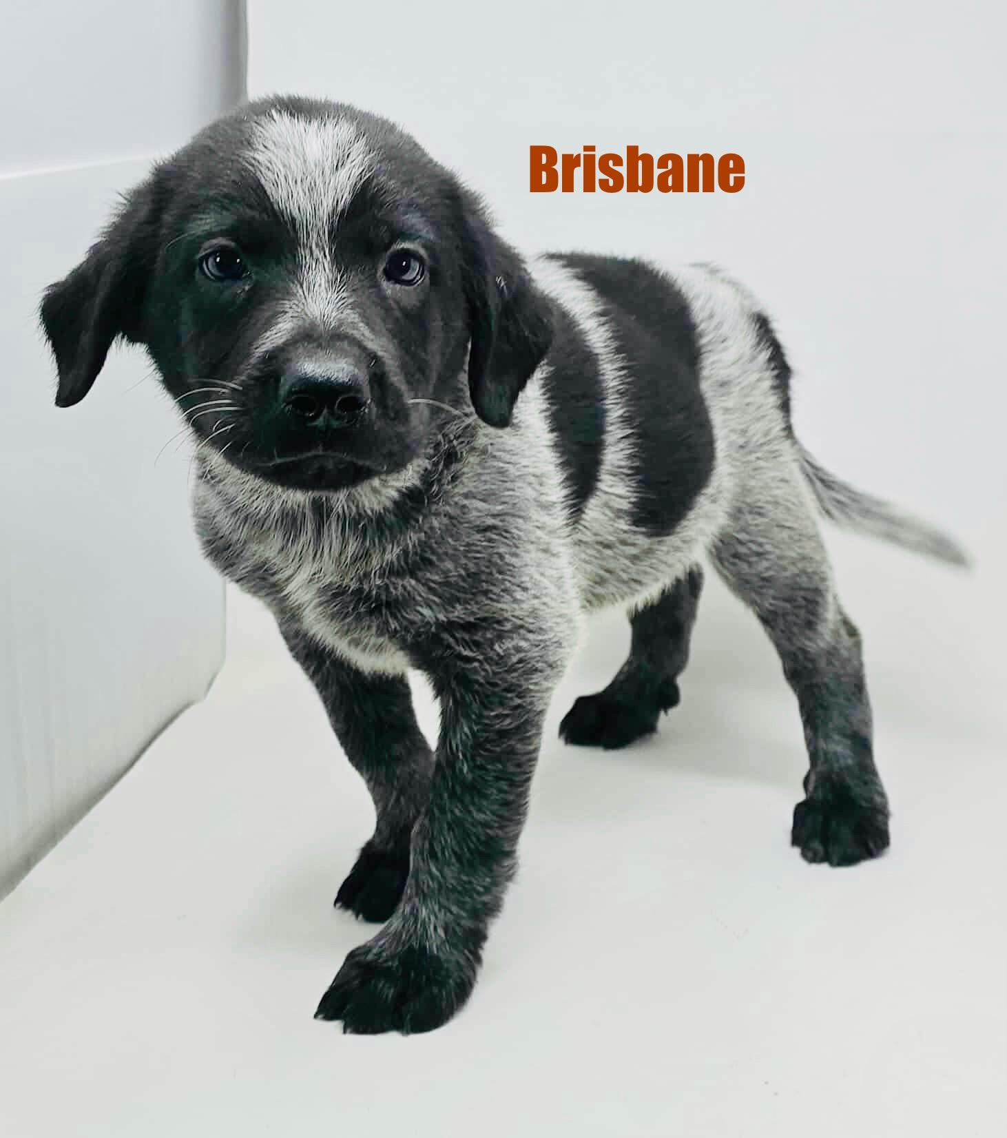 Brisbane