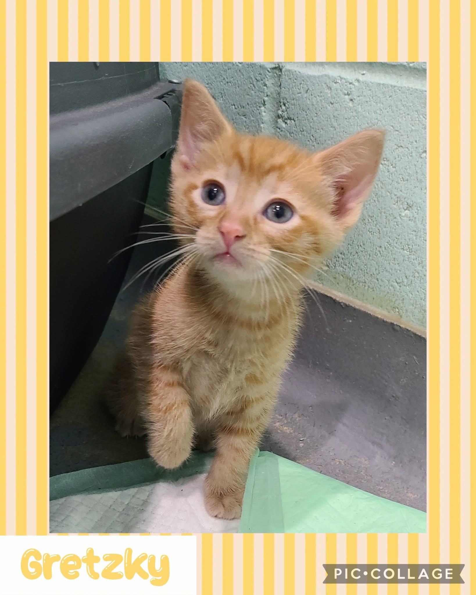 Gretzky, an adoptable Domestic Short Hair in Iron River, MI_image-1