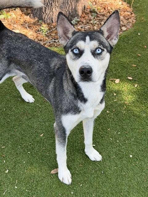 Enlarge PEACH, a Adoptable Siberian Husky in Fort Myers, FL image 1/1