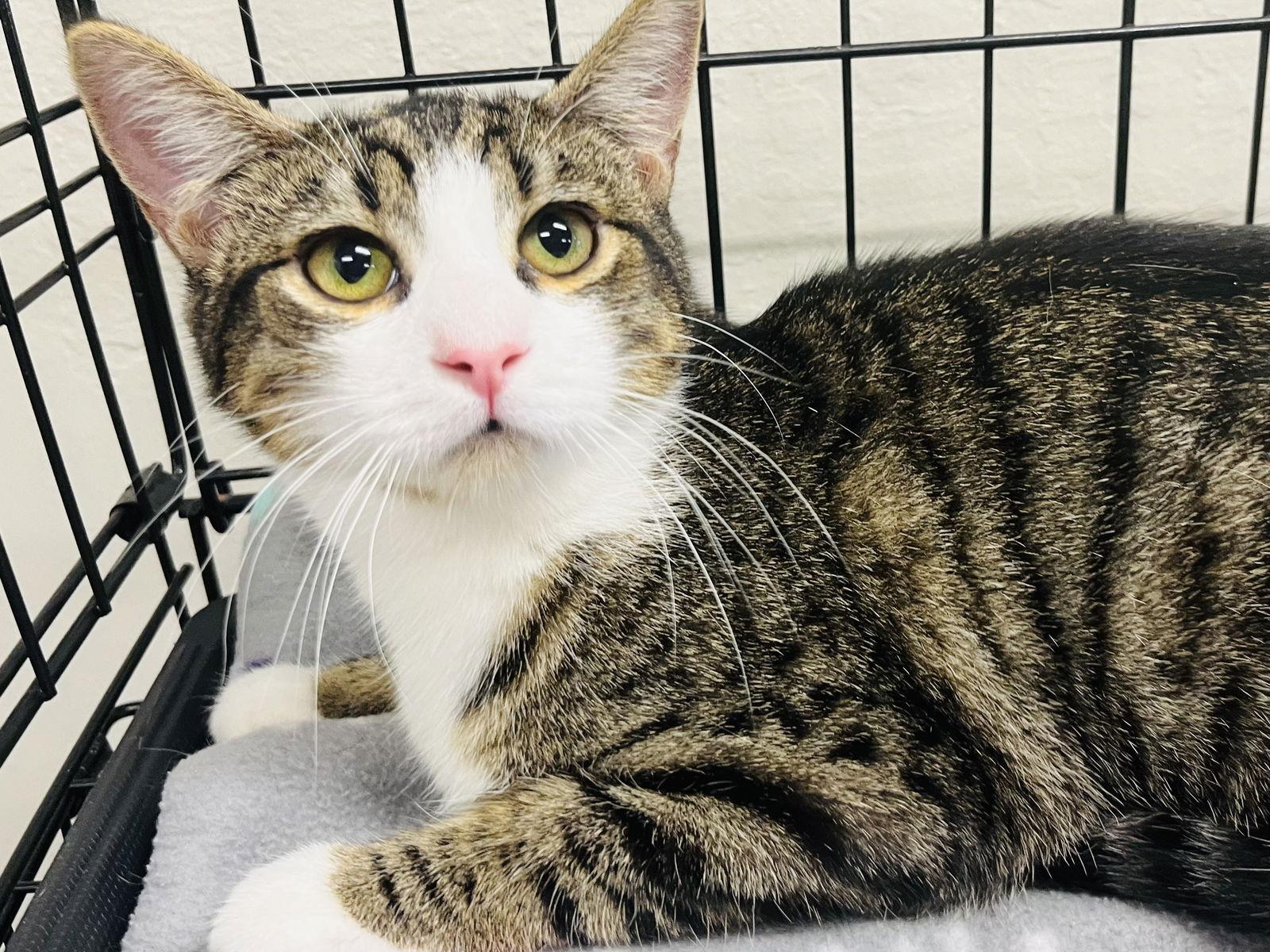 Enlarge Russell, a Adoptable mixed breed in Walnut Creek, CA image 1/2