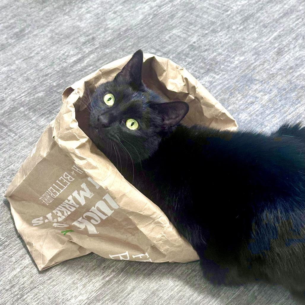 Billy, a Adoptable Domestic Short Hair in Washougal, WA image 1/5