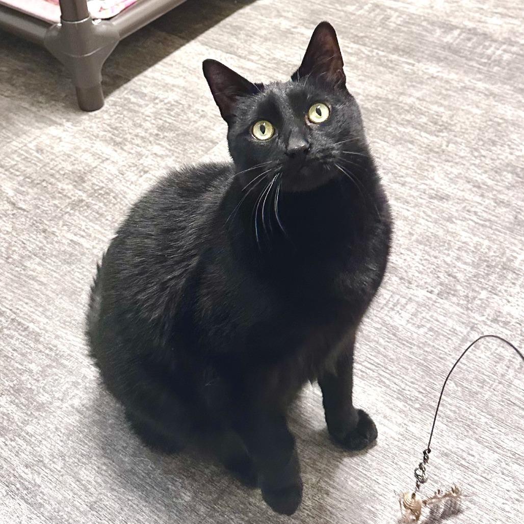 Billy, Adoptable, Adult Male Domestic Short Hair.