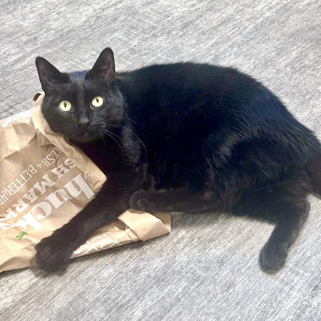 Billy, a Adoptable Domestic Short Hair in Washougal, WA image 3/5