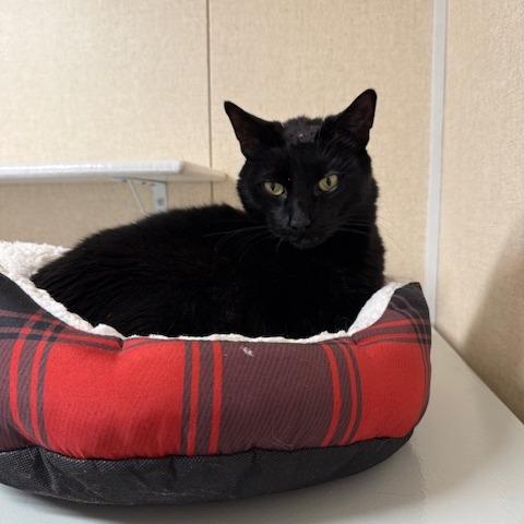Billy, a Adoptable Domestic Short Hair in Washougal, WA image 4/5