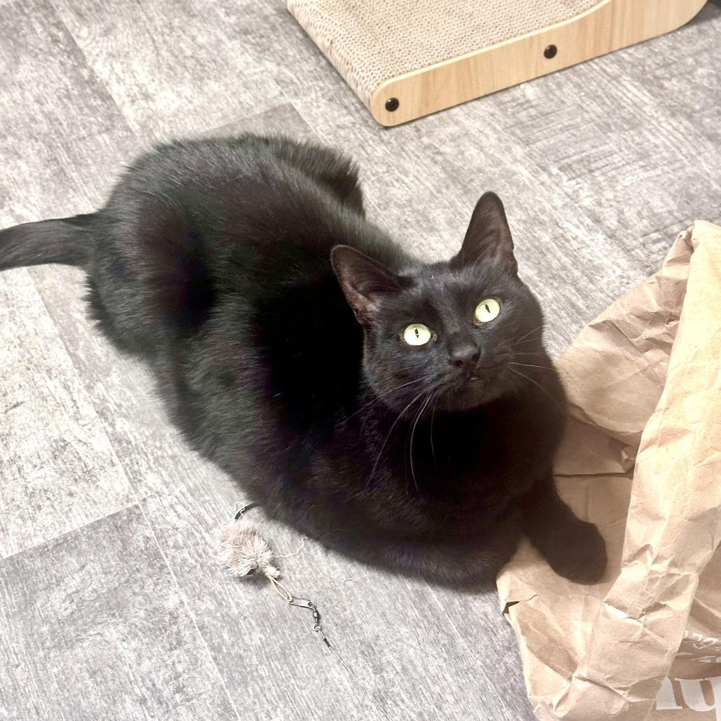 Billy, a Adoptable Domestic Short Hair in Washougal, WA image 5/5