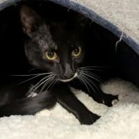 Enlarge Figaro, a ADOPTABLE Domestic Short Hair in Annapolis, MD image 2/2