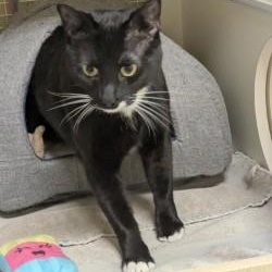 Figaro, ADOPTABLE, Adult Male Domestic Short Hair.